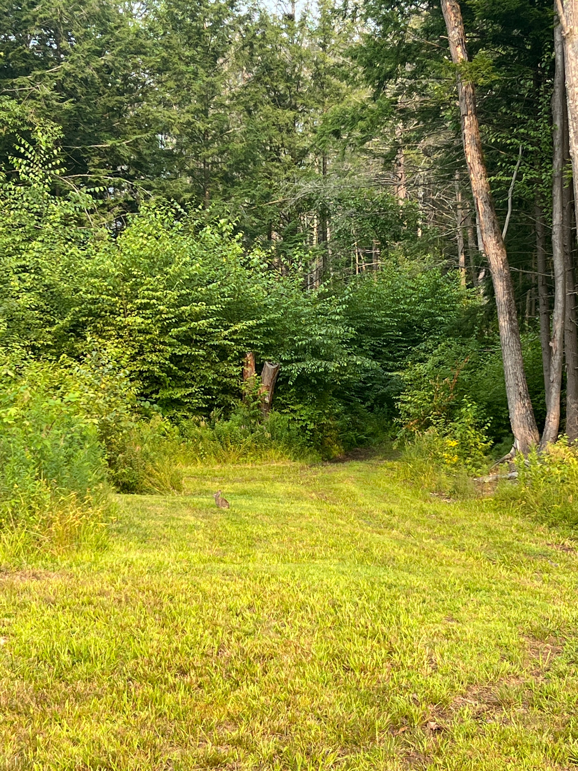 Green forest with trees and grass with rabbit in the distance.