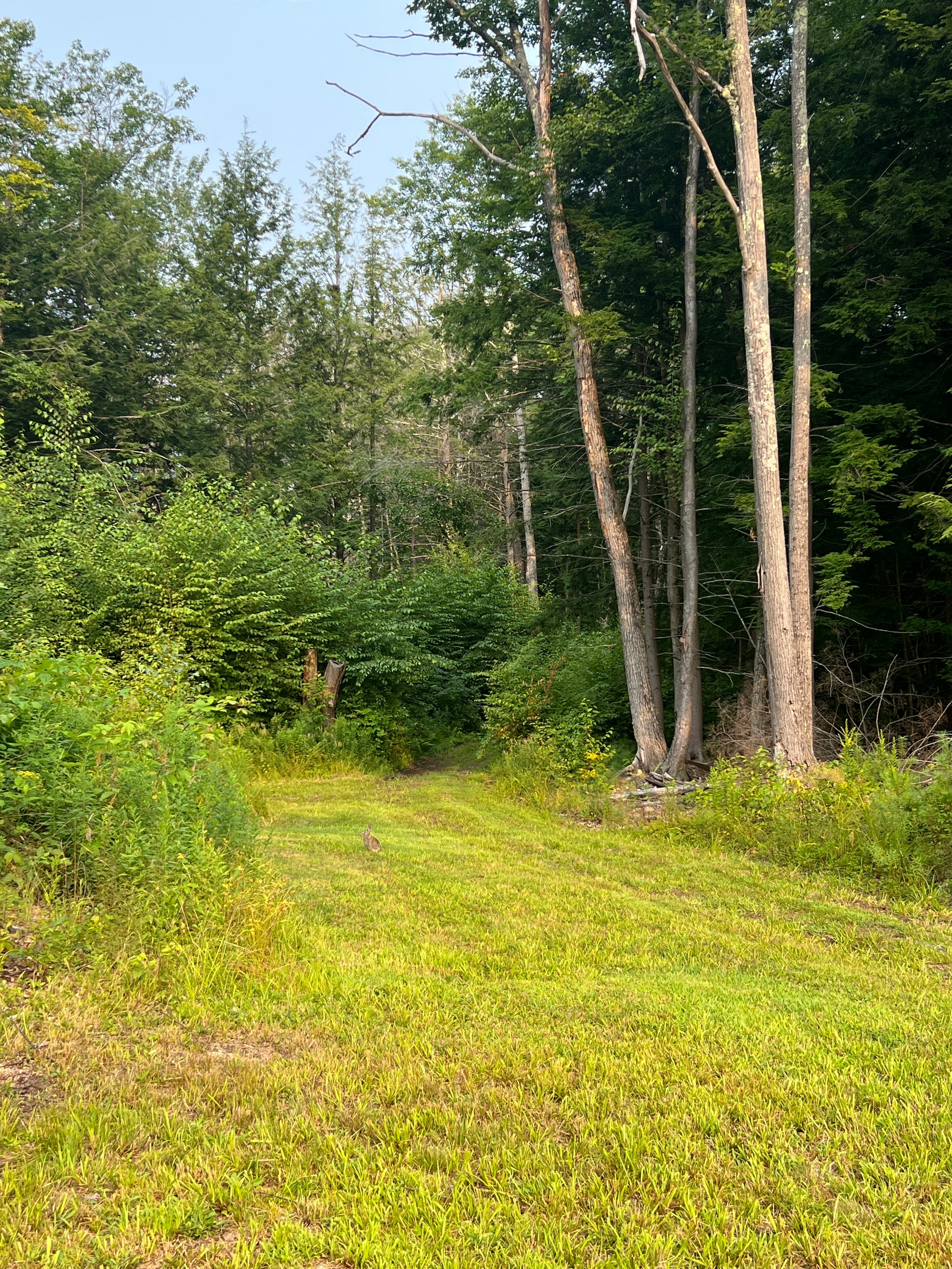 Wooded area with grass and trees
