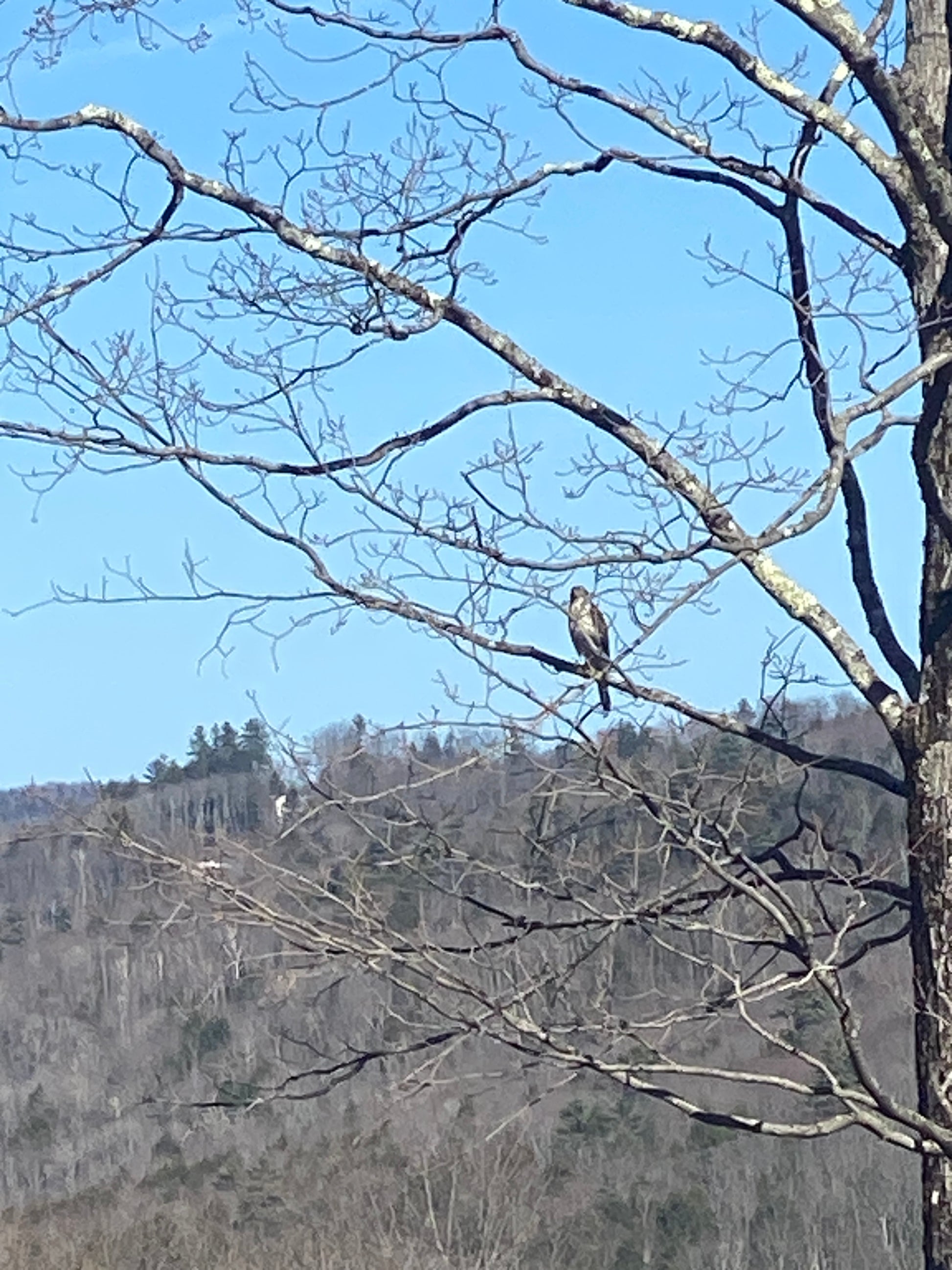 Bird perched on a branch with a clear blue sky and mountainous background