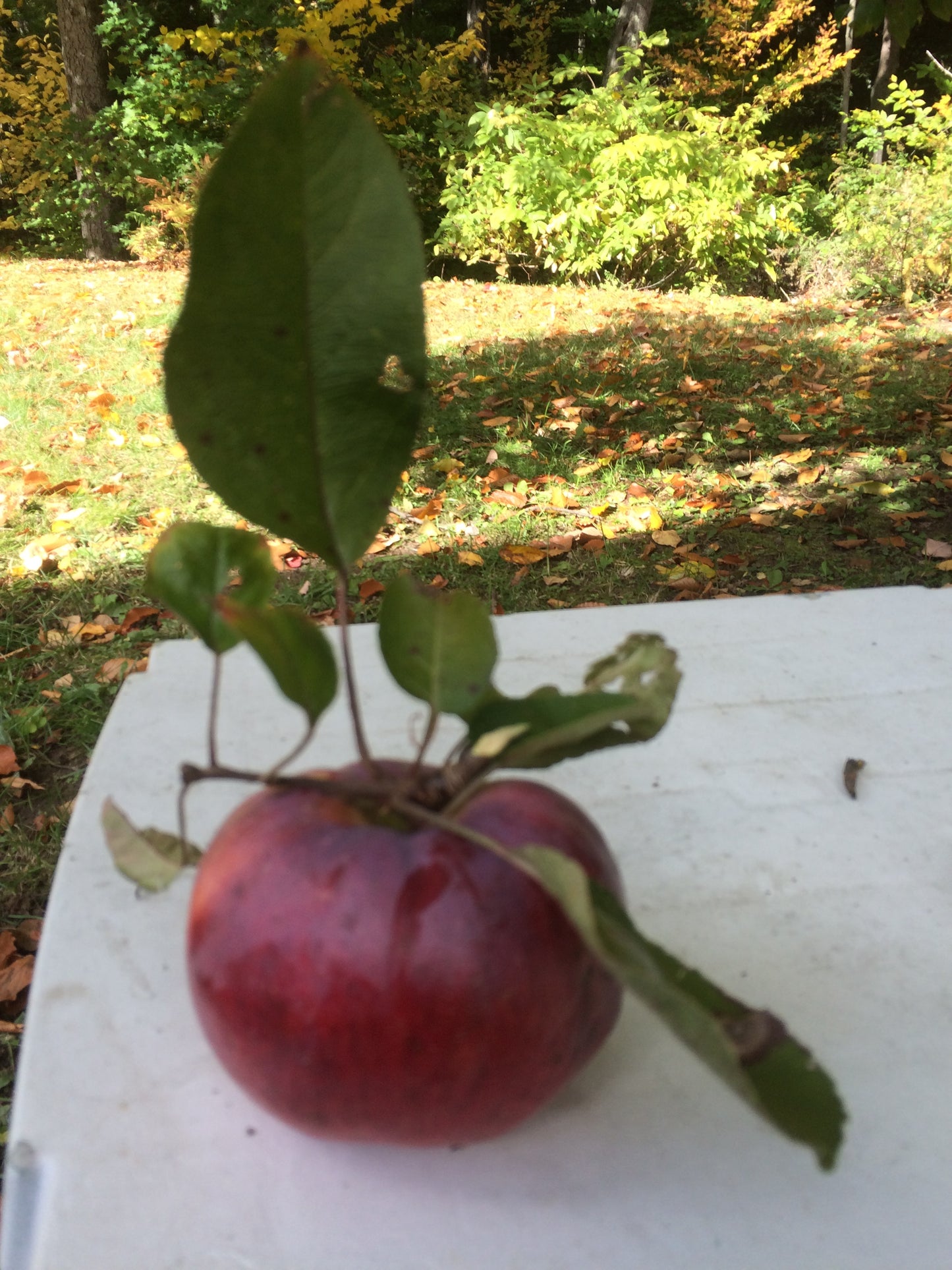 Red apple  fruit with green leaves on a white surface next to a textured green wall.