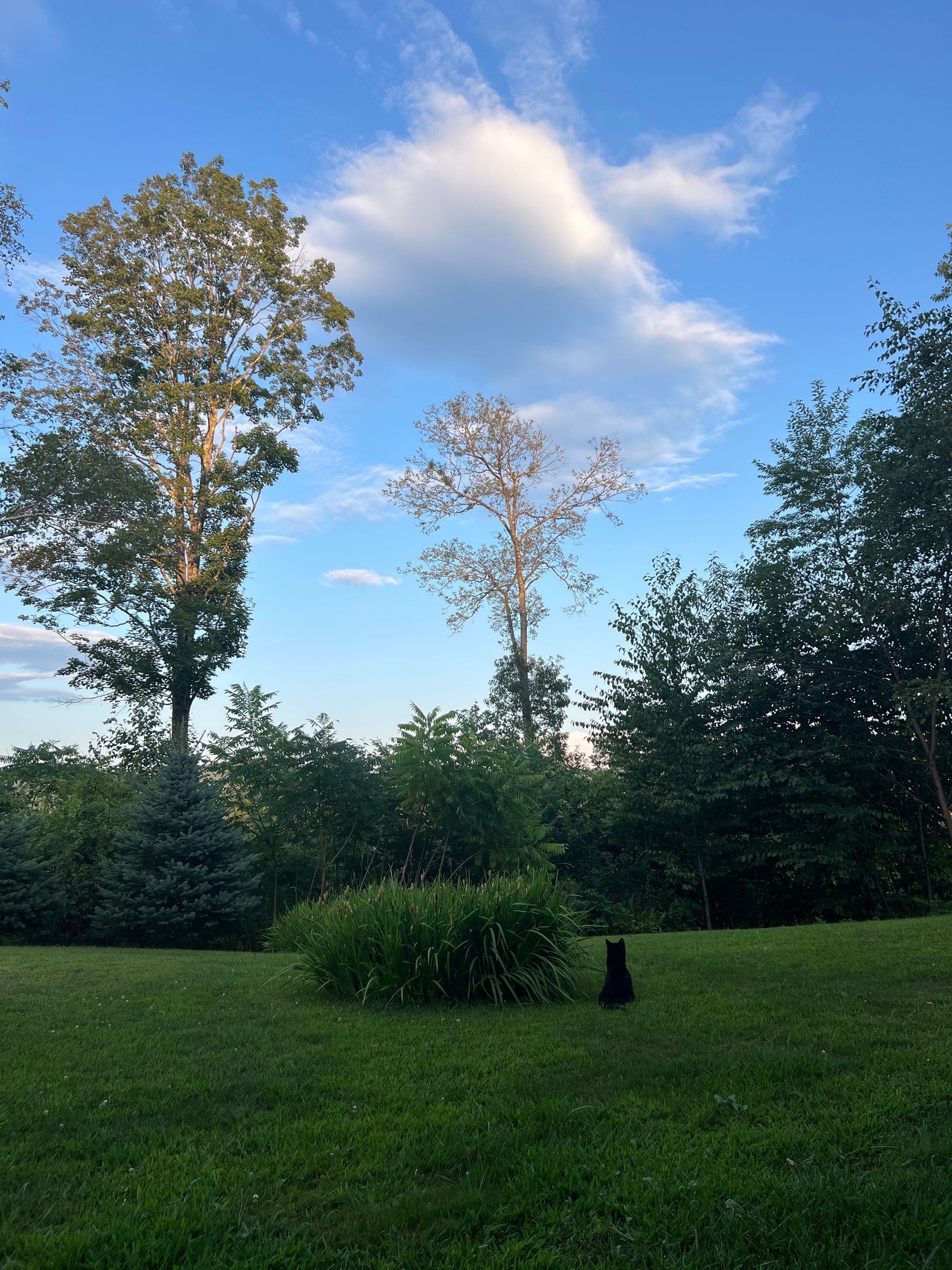 Lush green park with trees and a clear blue sky