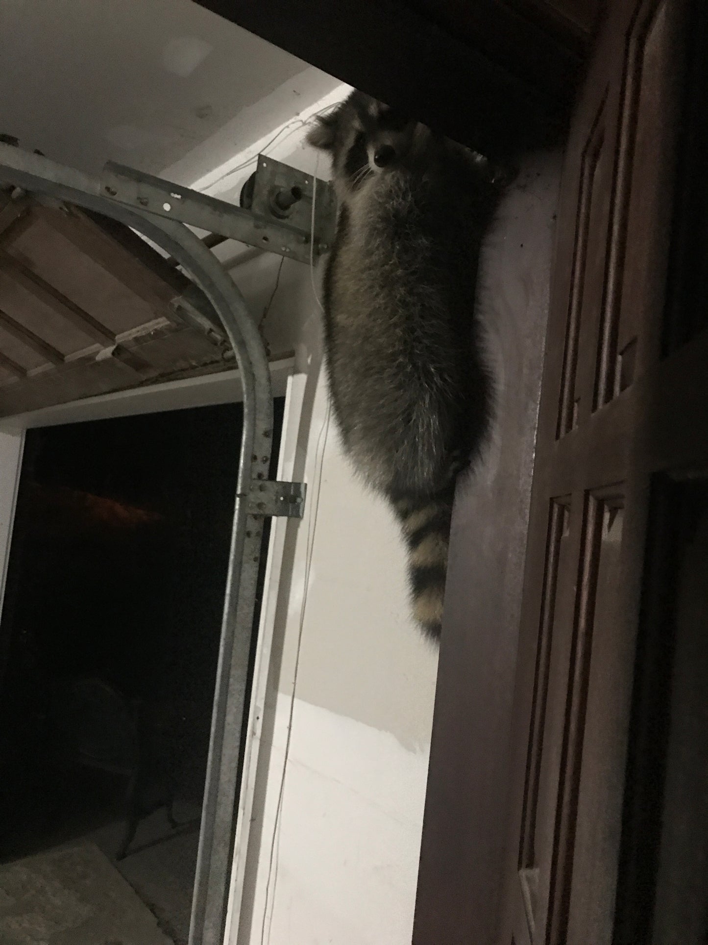 Raccoon peeking into a window of a vehicle