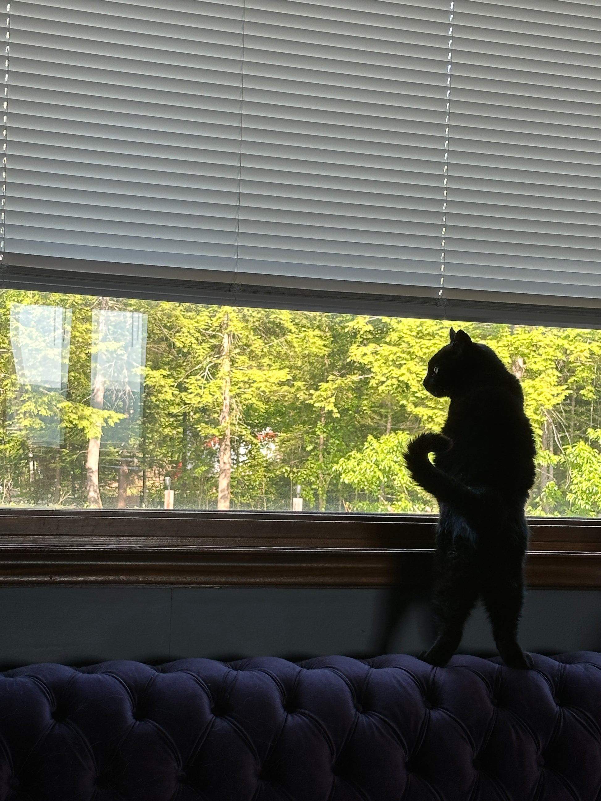 Cat sitting on a windowsill looking out of a window with trees visible outside.