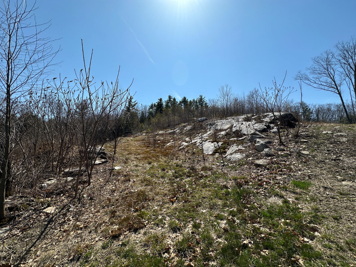 Sloping hillside with bare trees and rocks under a clear blue sky