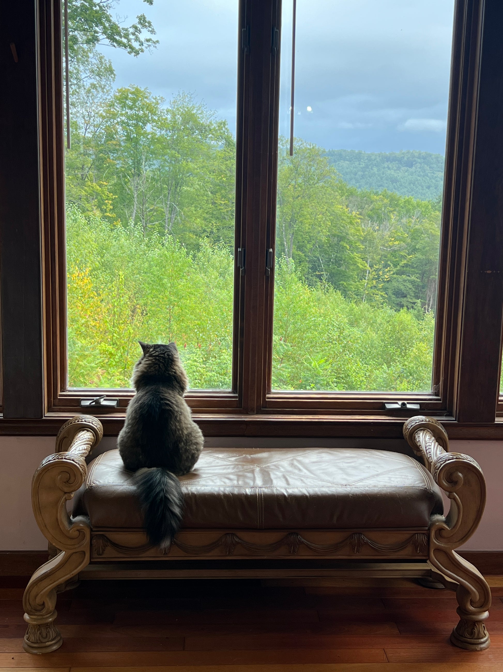 Cat sitting on a window sill looking out at trees from the sunroom
