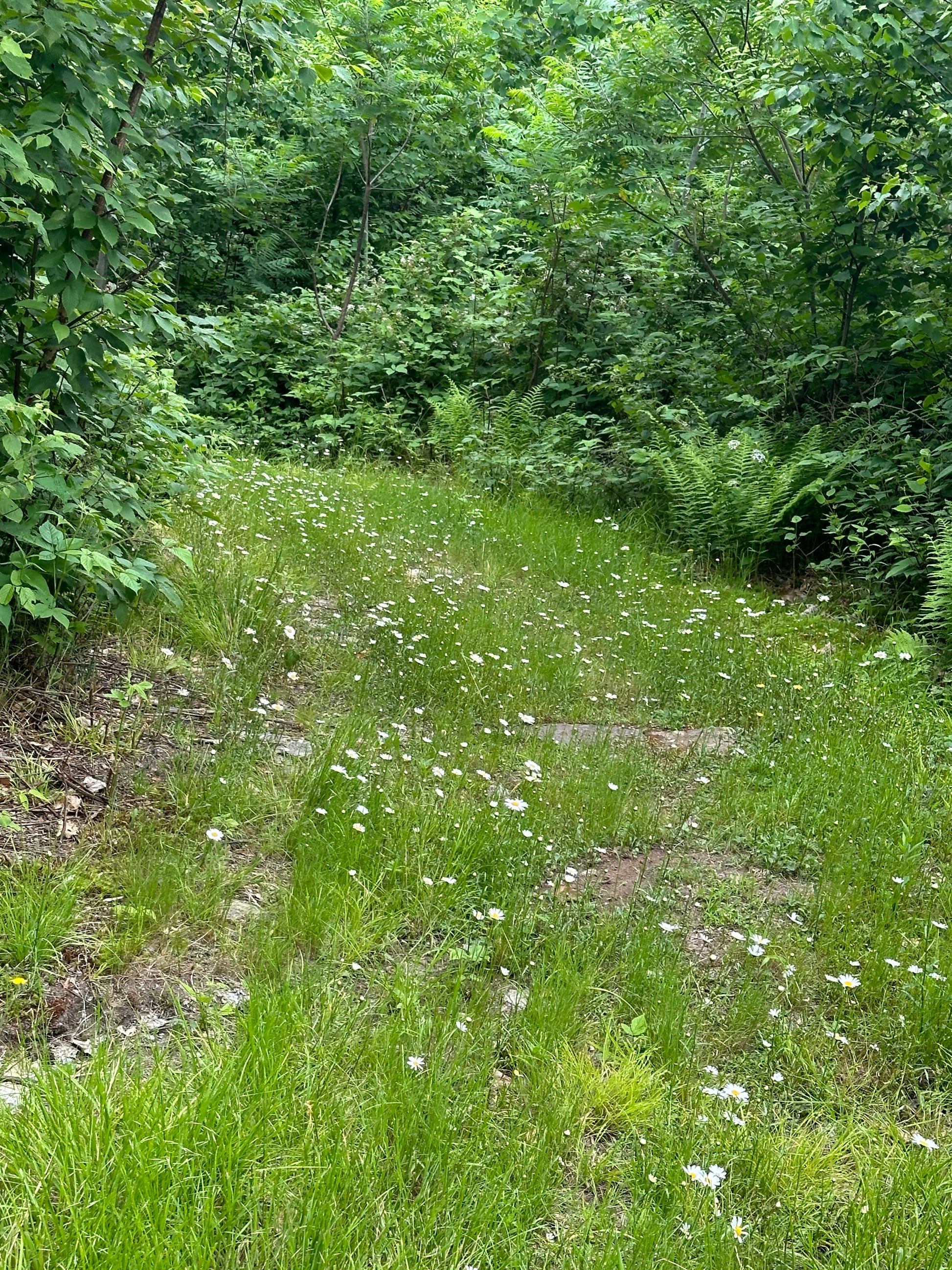Wildflowers on the forest floor with green foliage on a sunny day