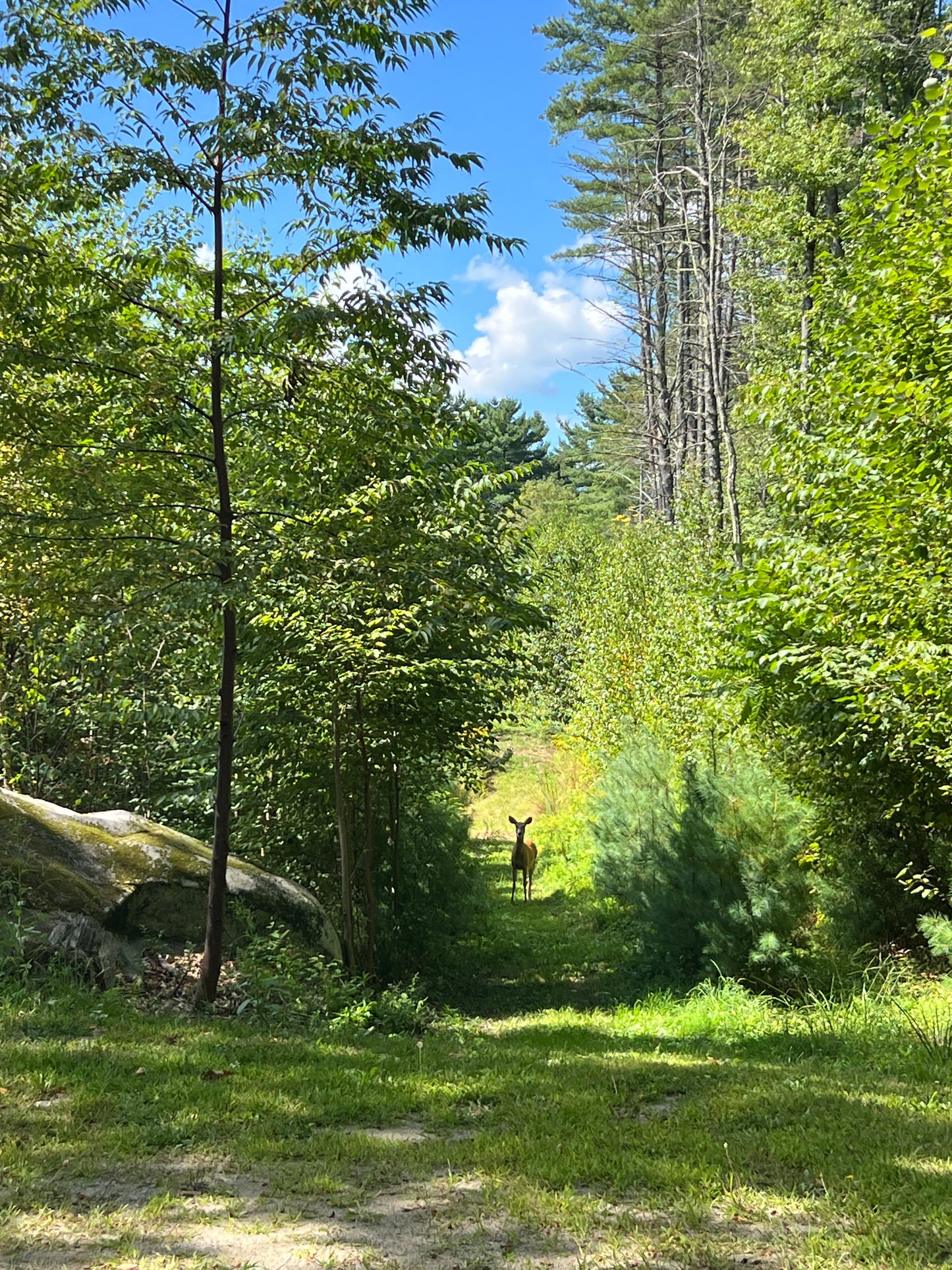Young deer walking through a forest with tall trees and blue sky.