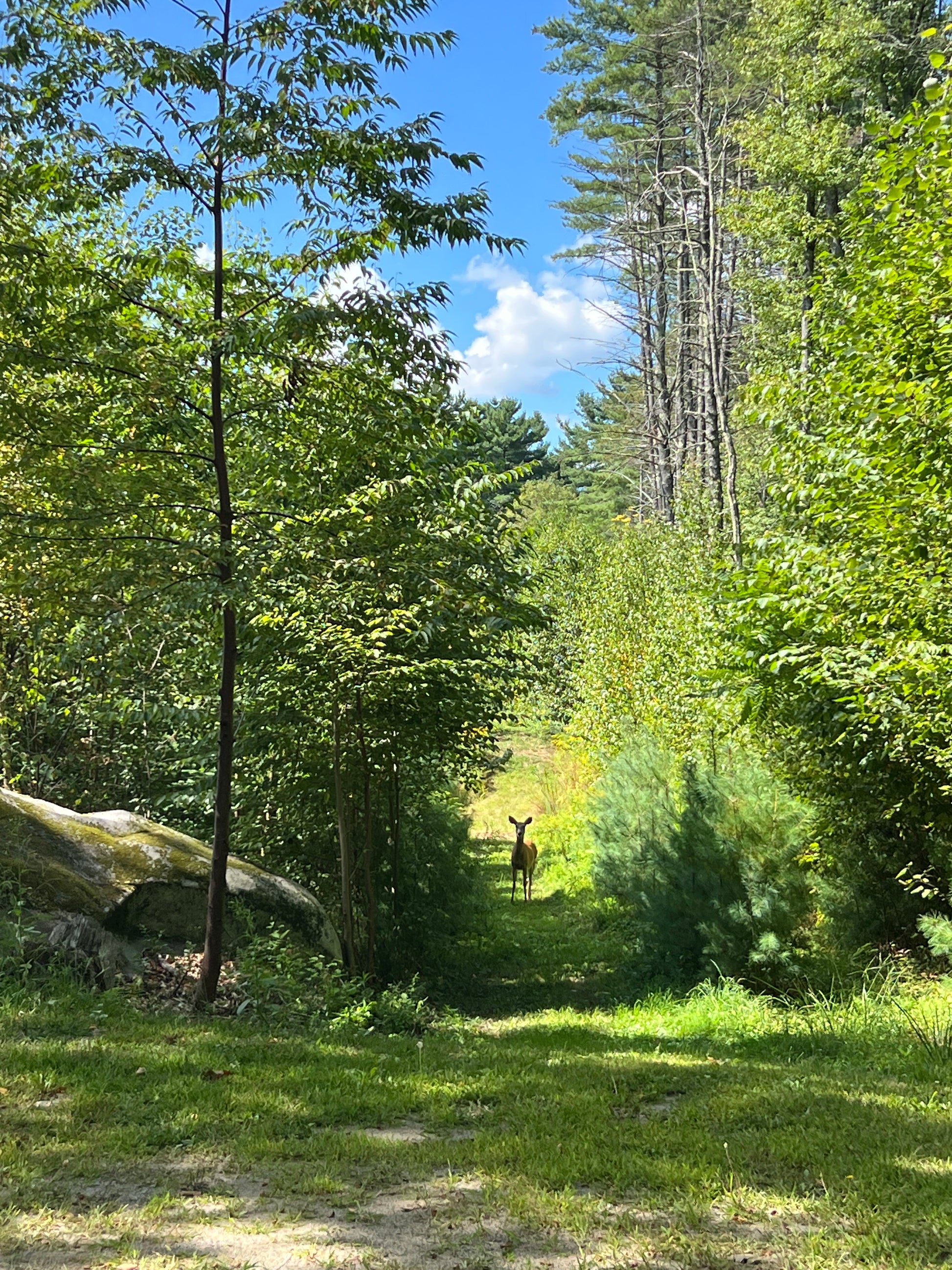 Young deer walking through a forest with tall trees and blue sky.