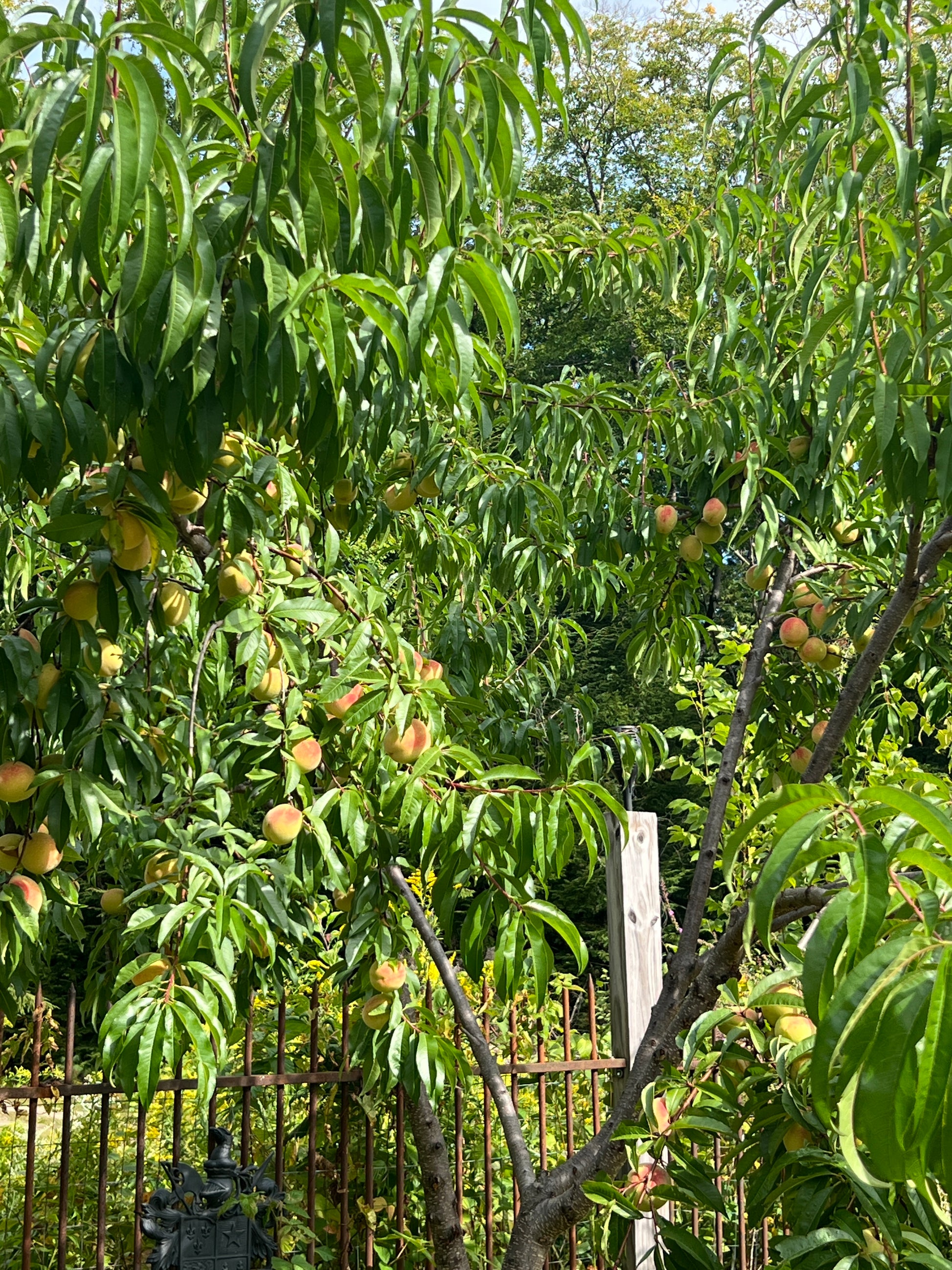 Peach trees with ripe peaches hanging from the branches