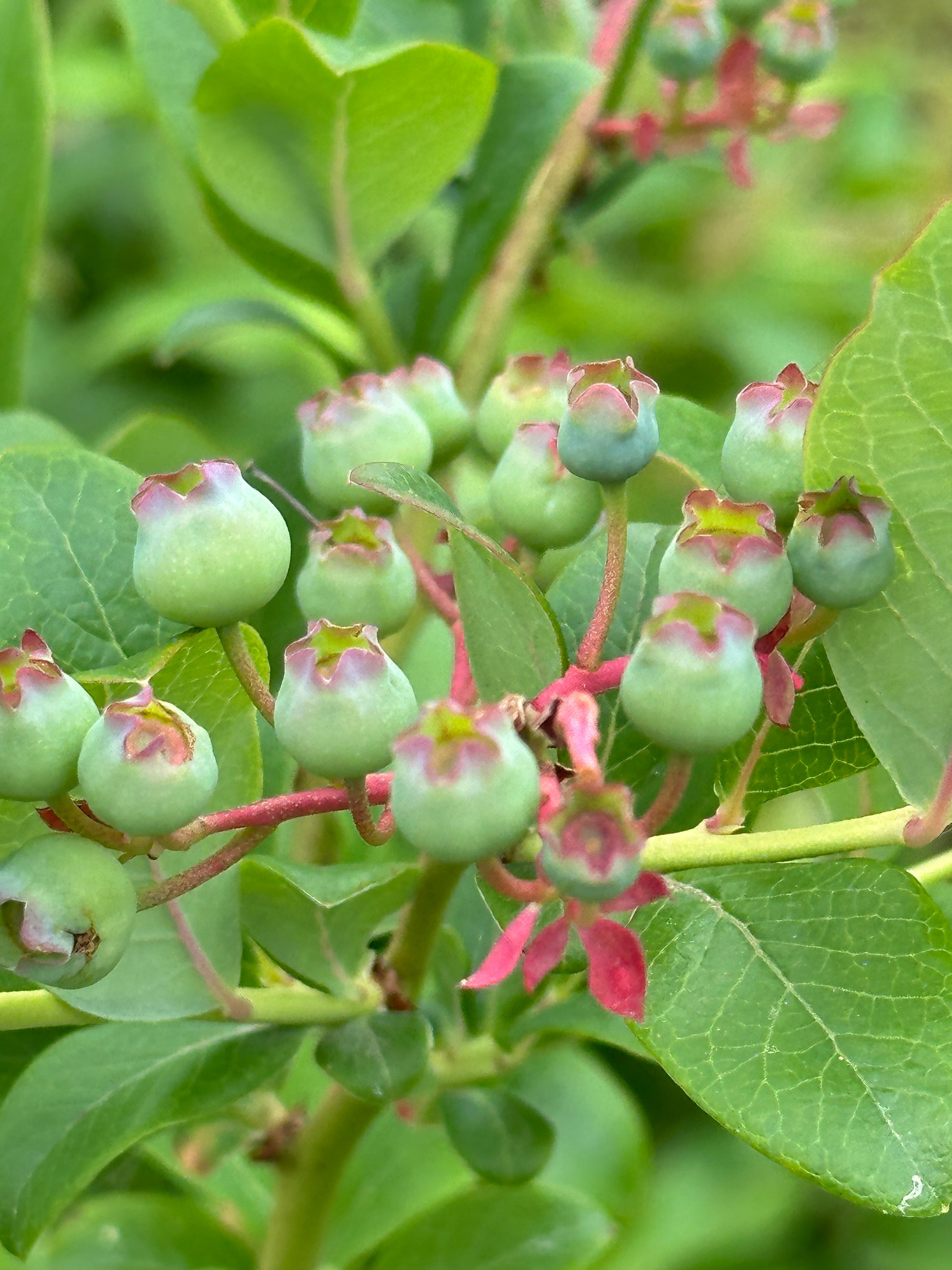 Green  blueberry berries on a branch with leaves