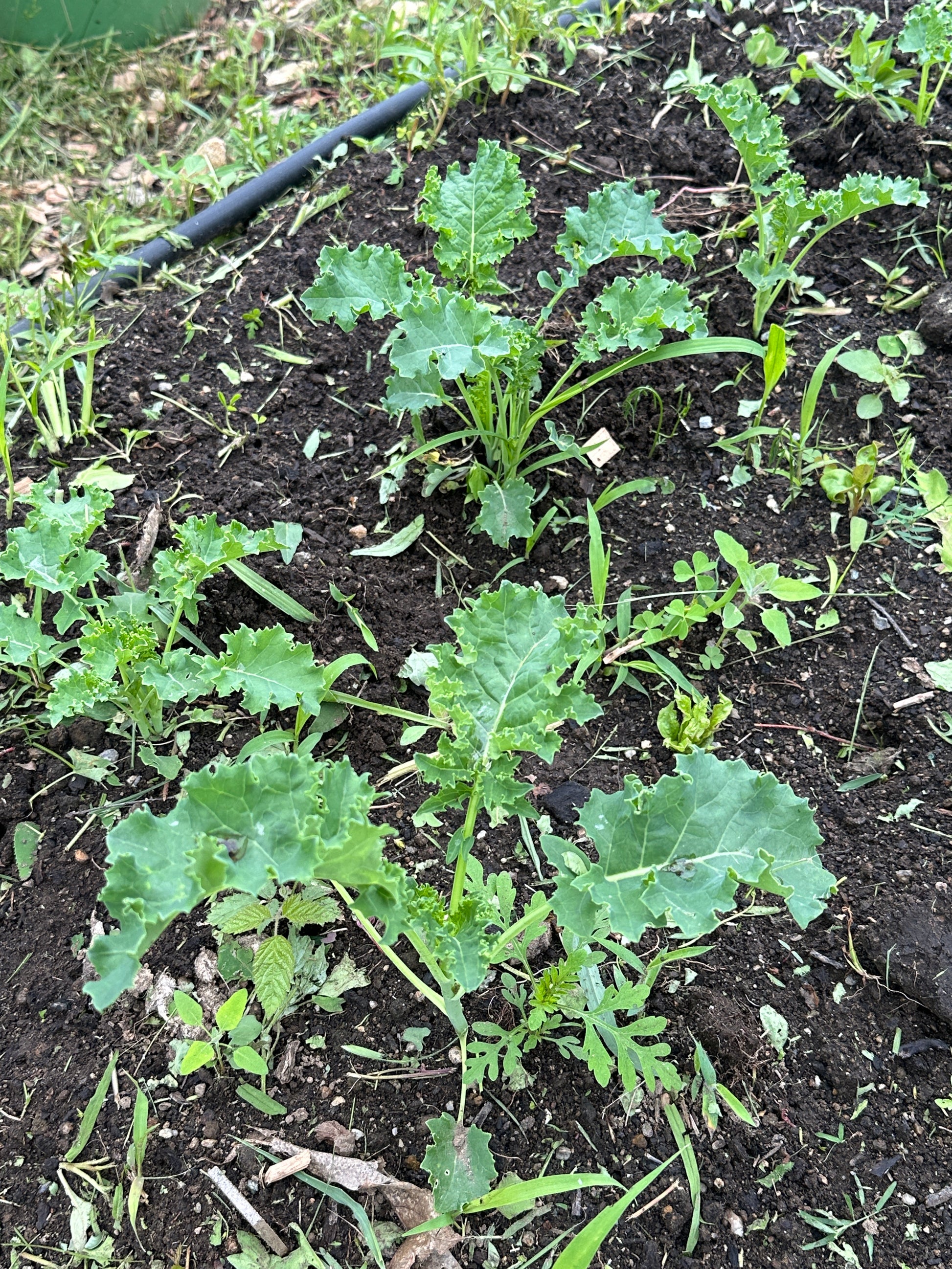 Young kale plants growing in soil with a blurred background