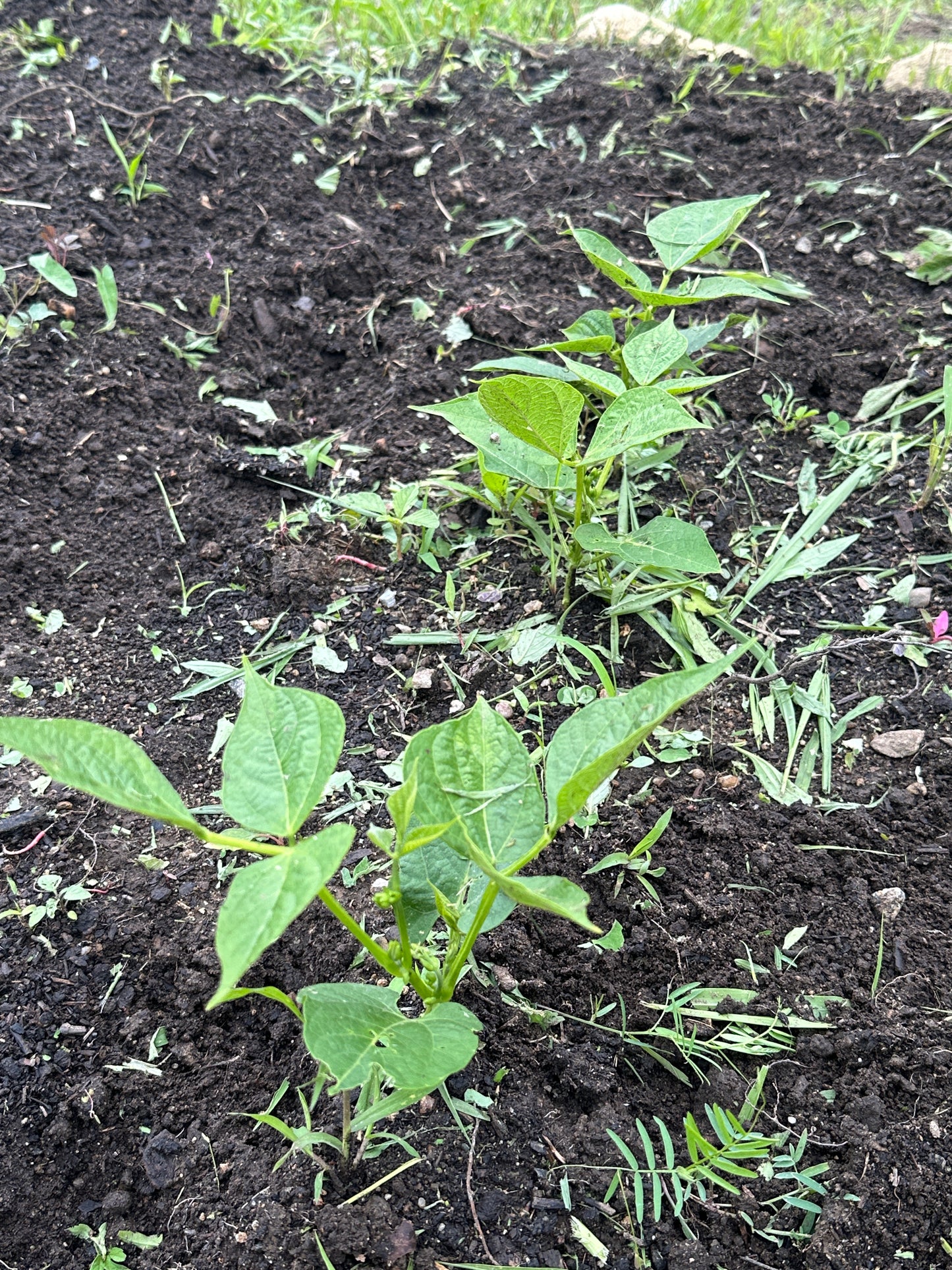 Young plants growing in dark soil with some green leaves visible.