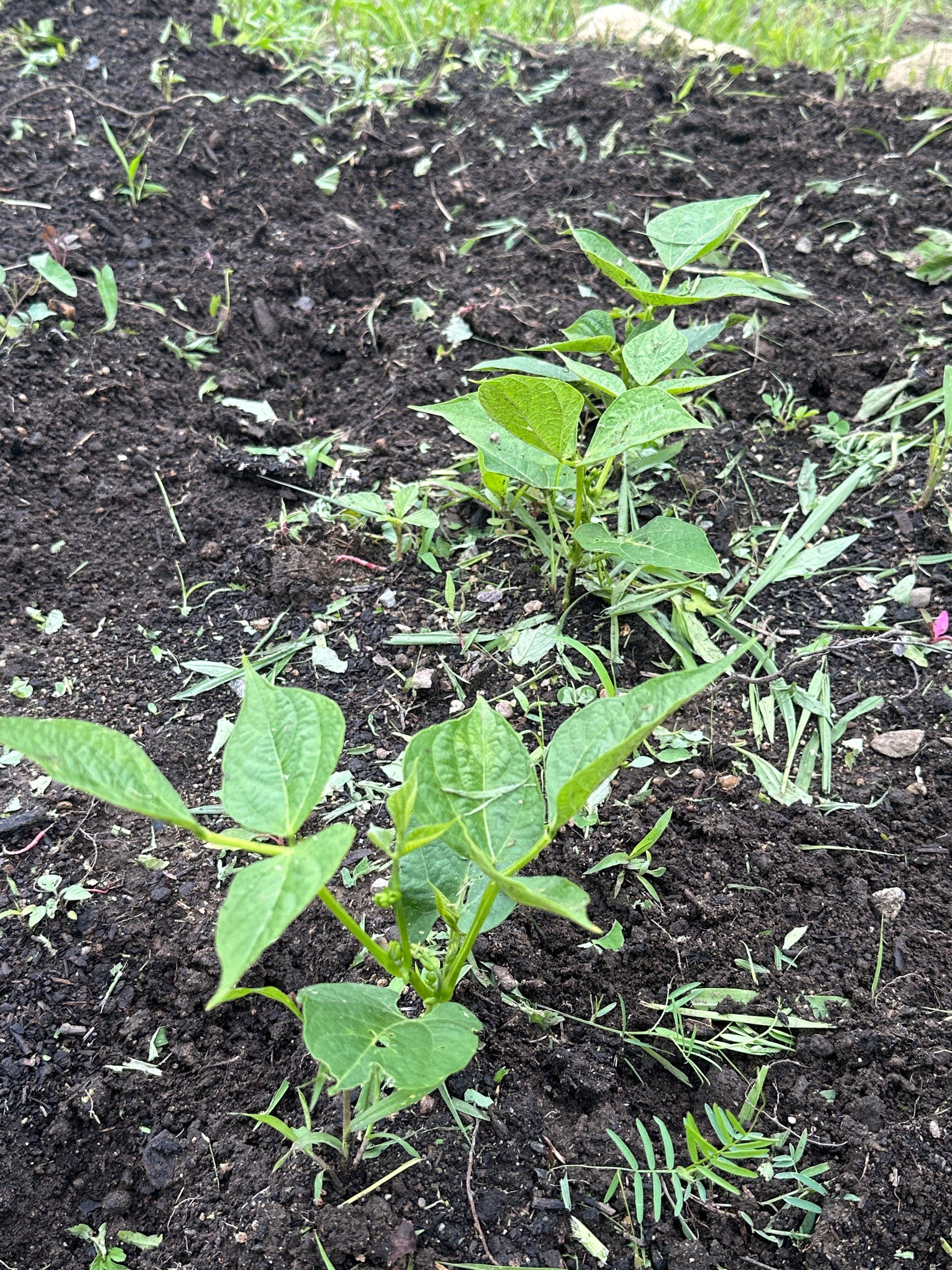 Young plants growing in dark soil with some green leaves visible.