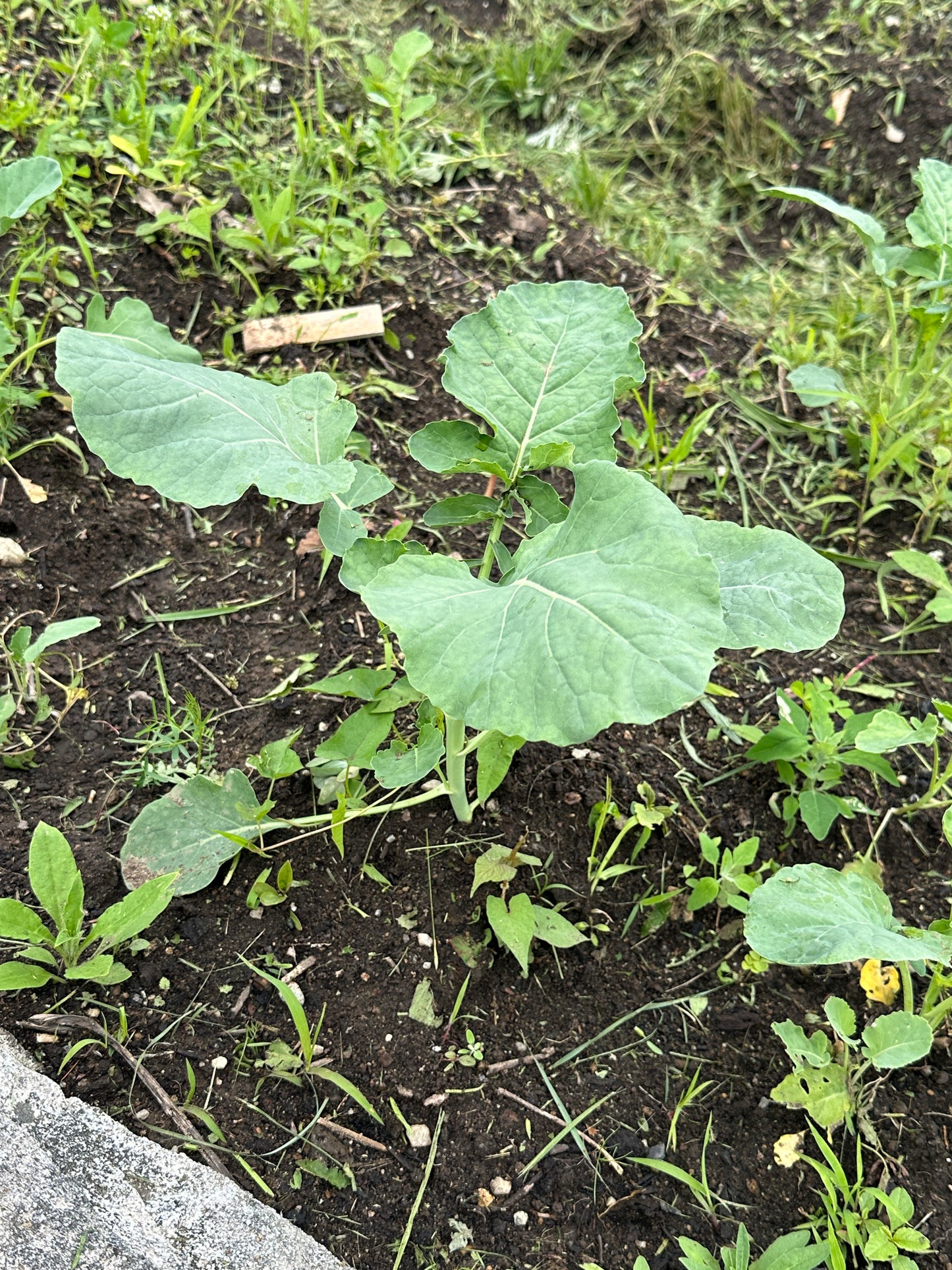 Young green plant growing in soil with grass and rocks in the background