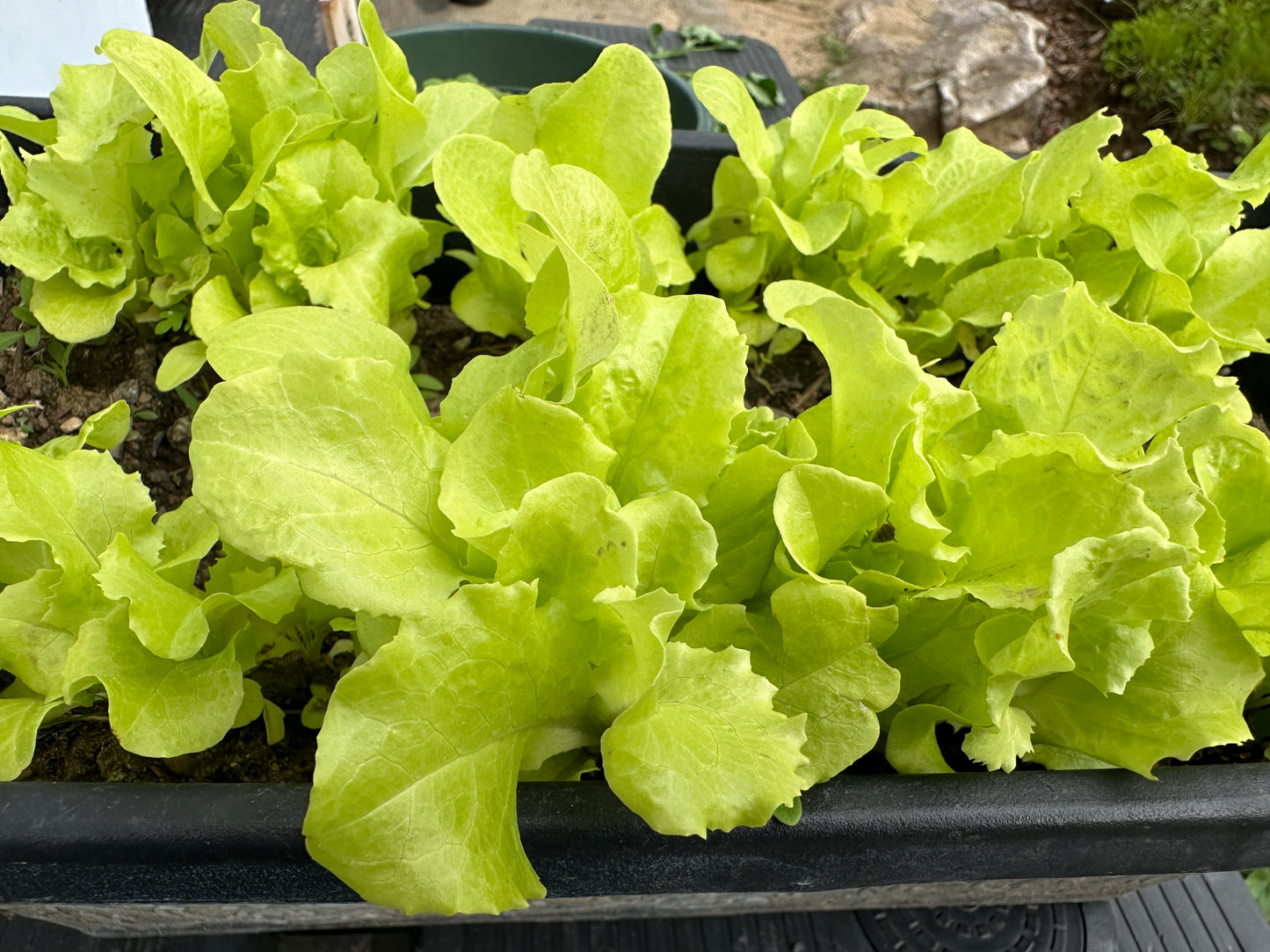 Close-up of green leafy lettuce plants in a pot