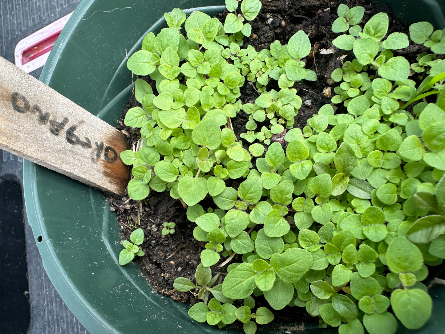 Small green oregano plants in a pot with a wooden label