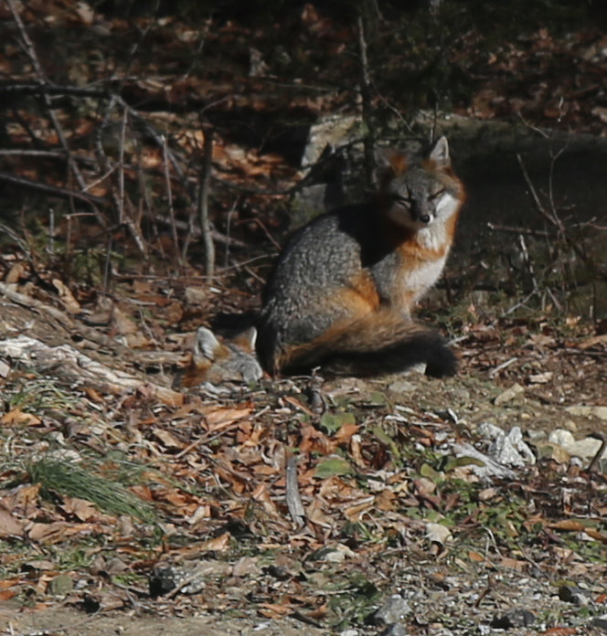 Gray fox in a forest setting with dry leaves and branches.  A second fox in the hole below with his head poking out.