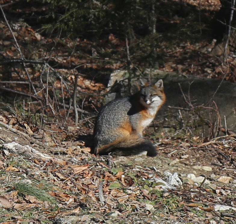 Gray fox standing on a forest floor with trees and fallen leaves in the background