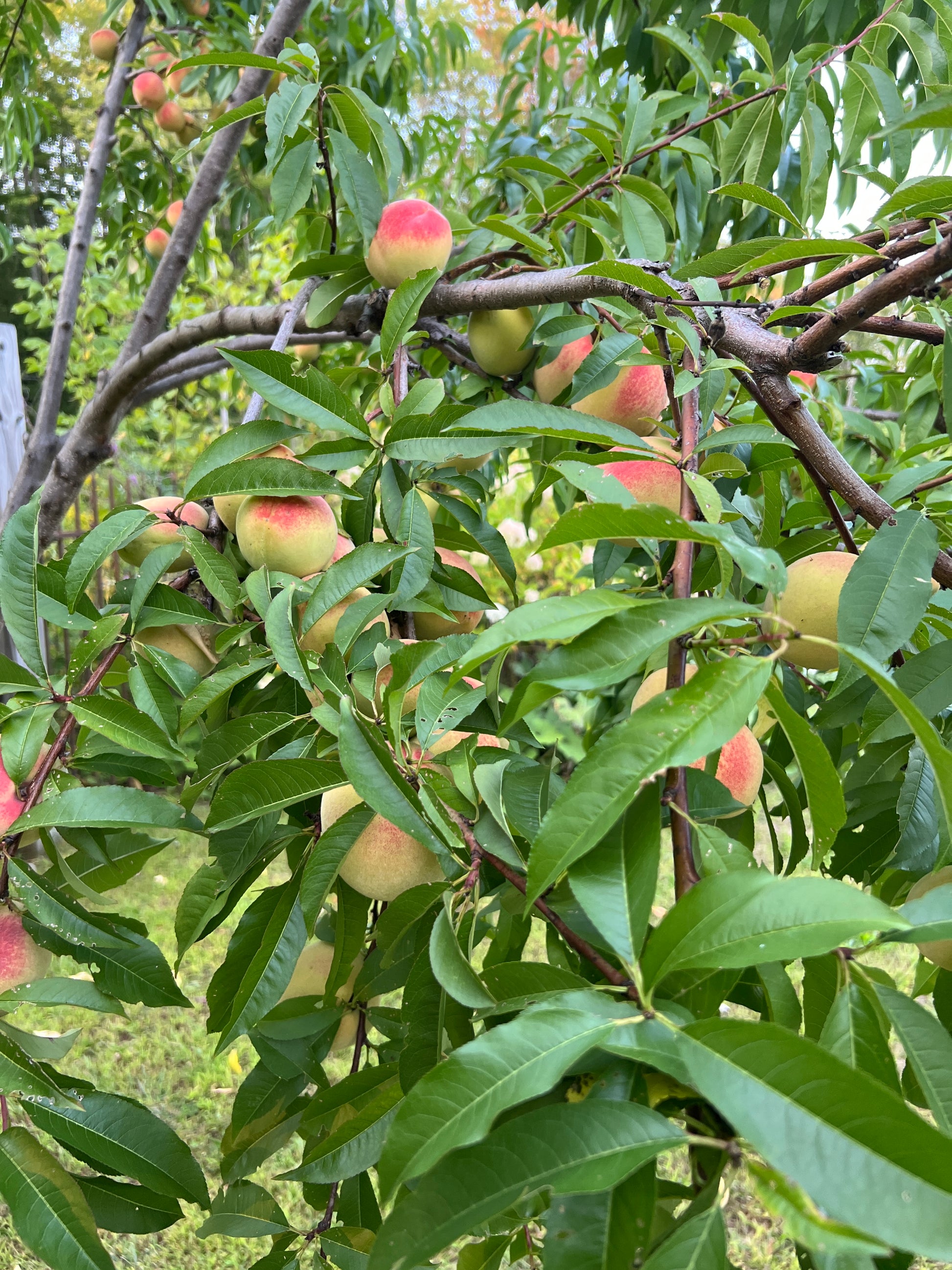 Peaches on a tree branch with green leaves