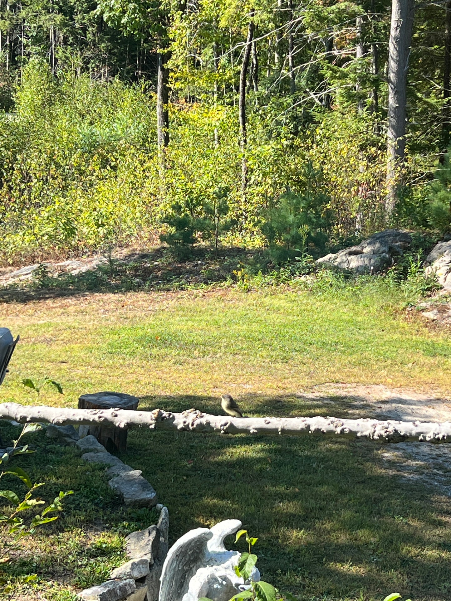Scenic view of a forest with a stone wall and grassy area