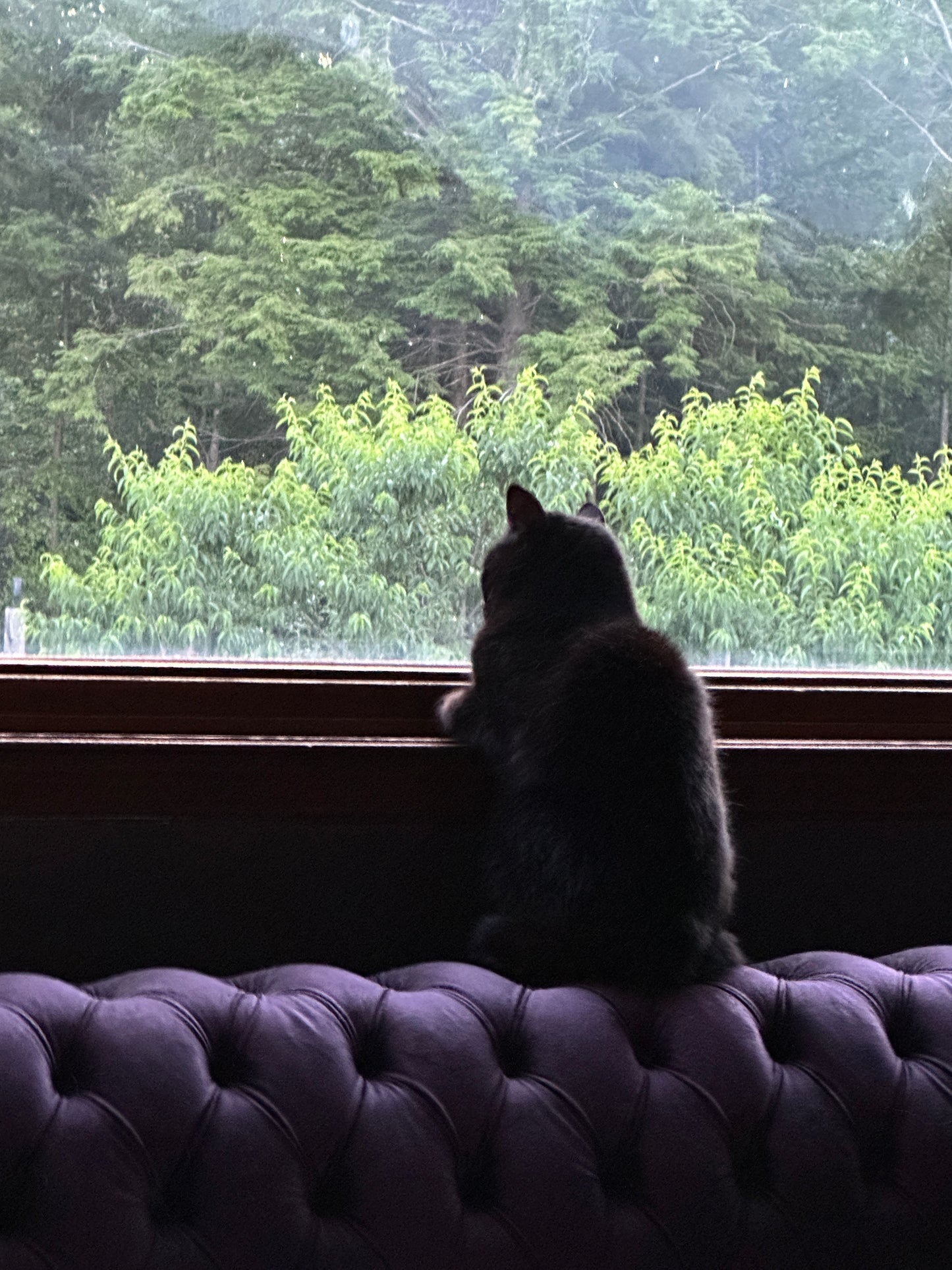 Silhouette of a cat by a window with a view of trees