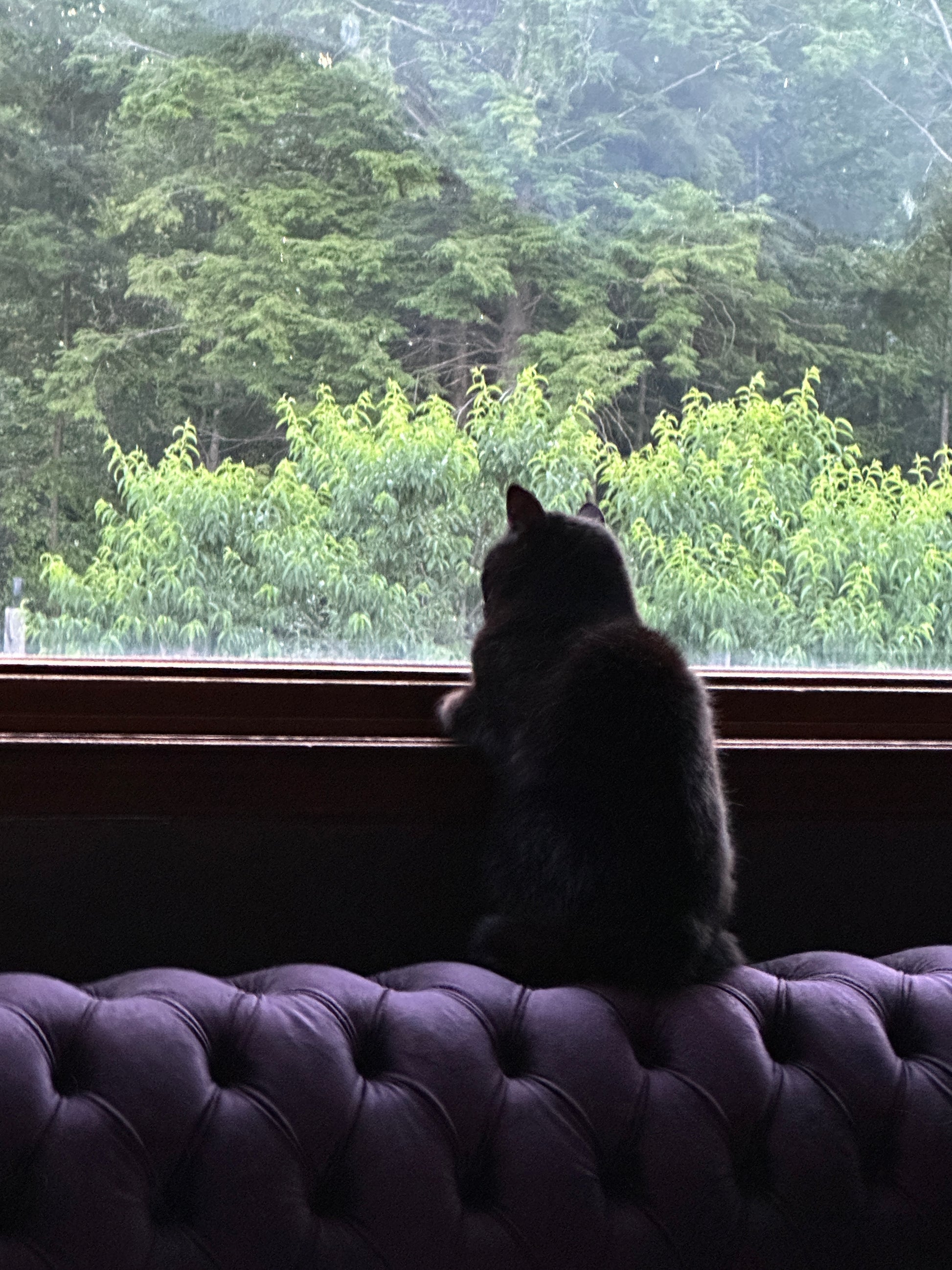 Silhouette of a cat by a window with a view of trees
