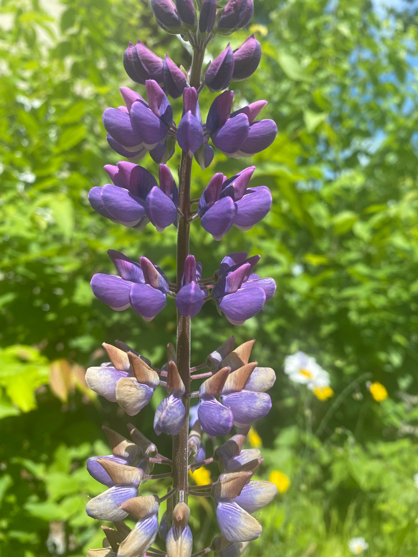 Close-up of purple flowers with green foliage in the background