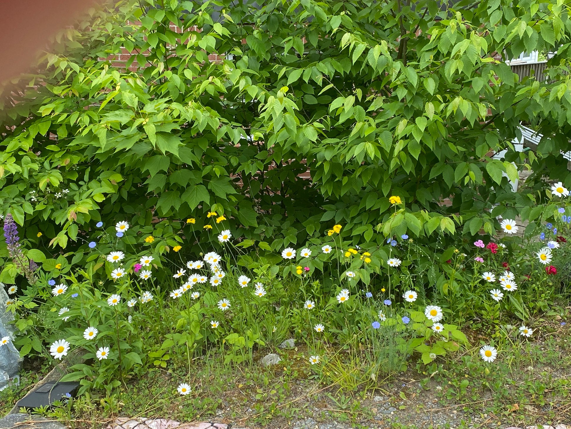 Floral garden with a variety of flowers and green foliage.