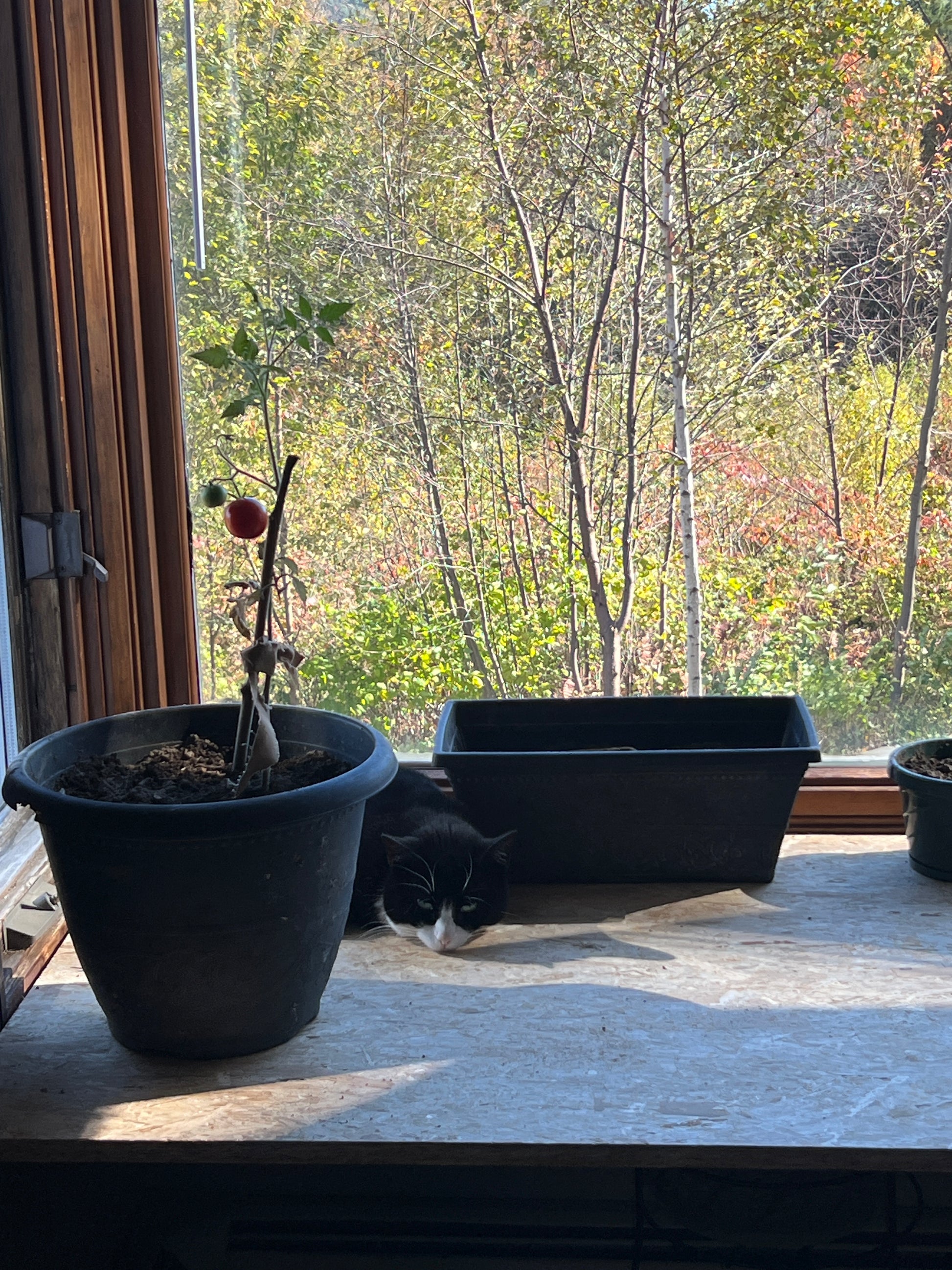 Two black flower pots on a windowsill with a view of trees outside.