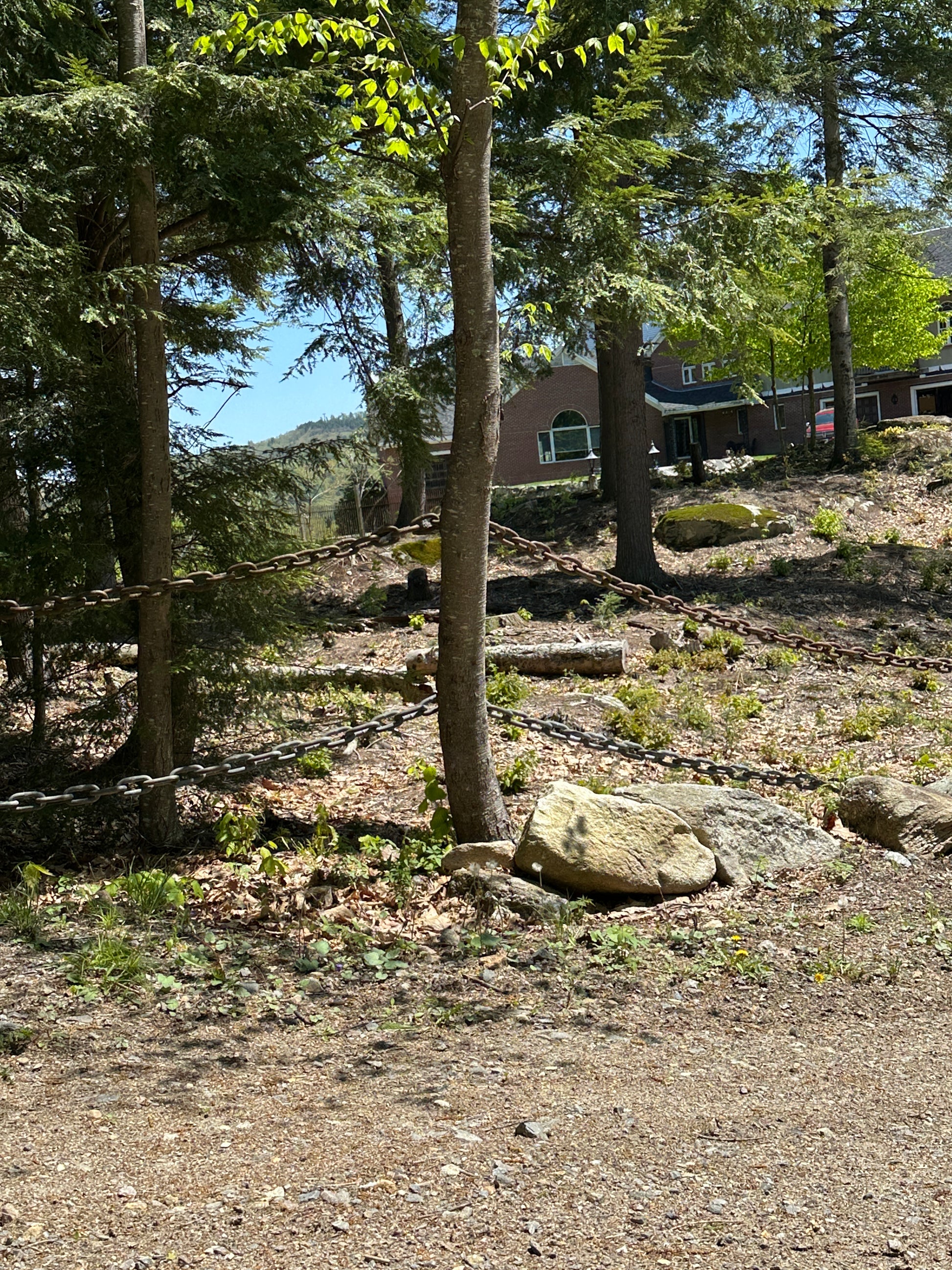 Tree with a house and forest in the background