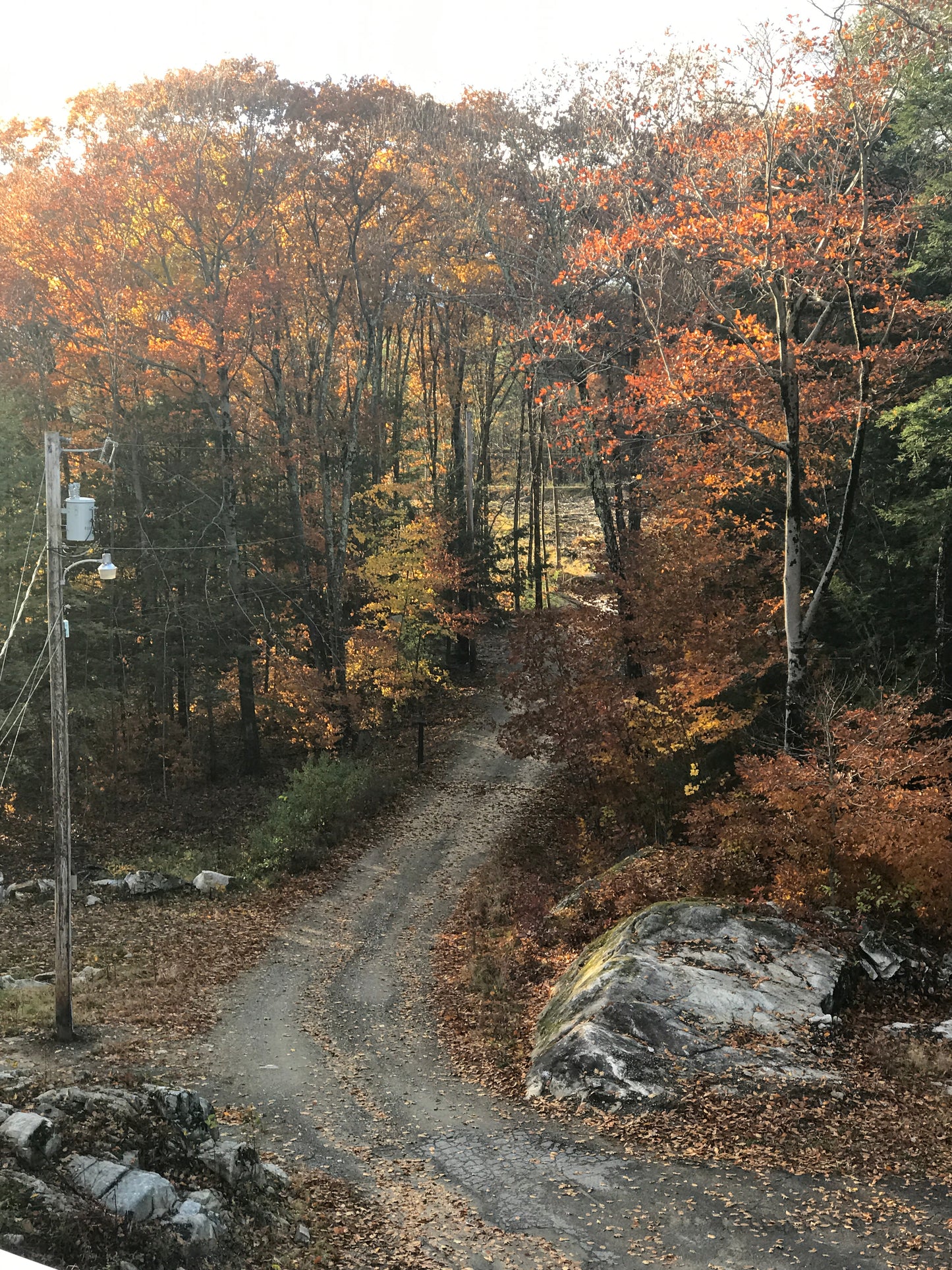 Forest scene with trees in autumn colors and a rocky outcrop.