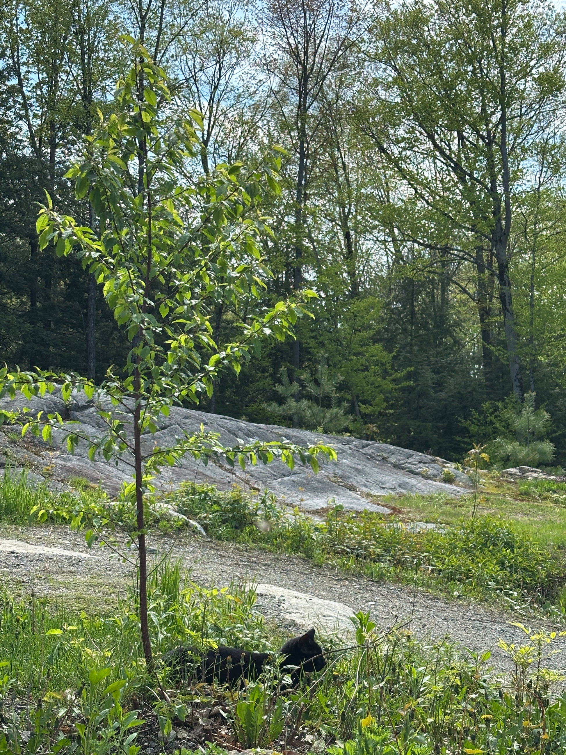Cat sitting in a forested area with trees and rocks. This is the driveway up to fire pit.