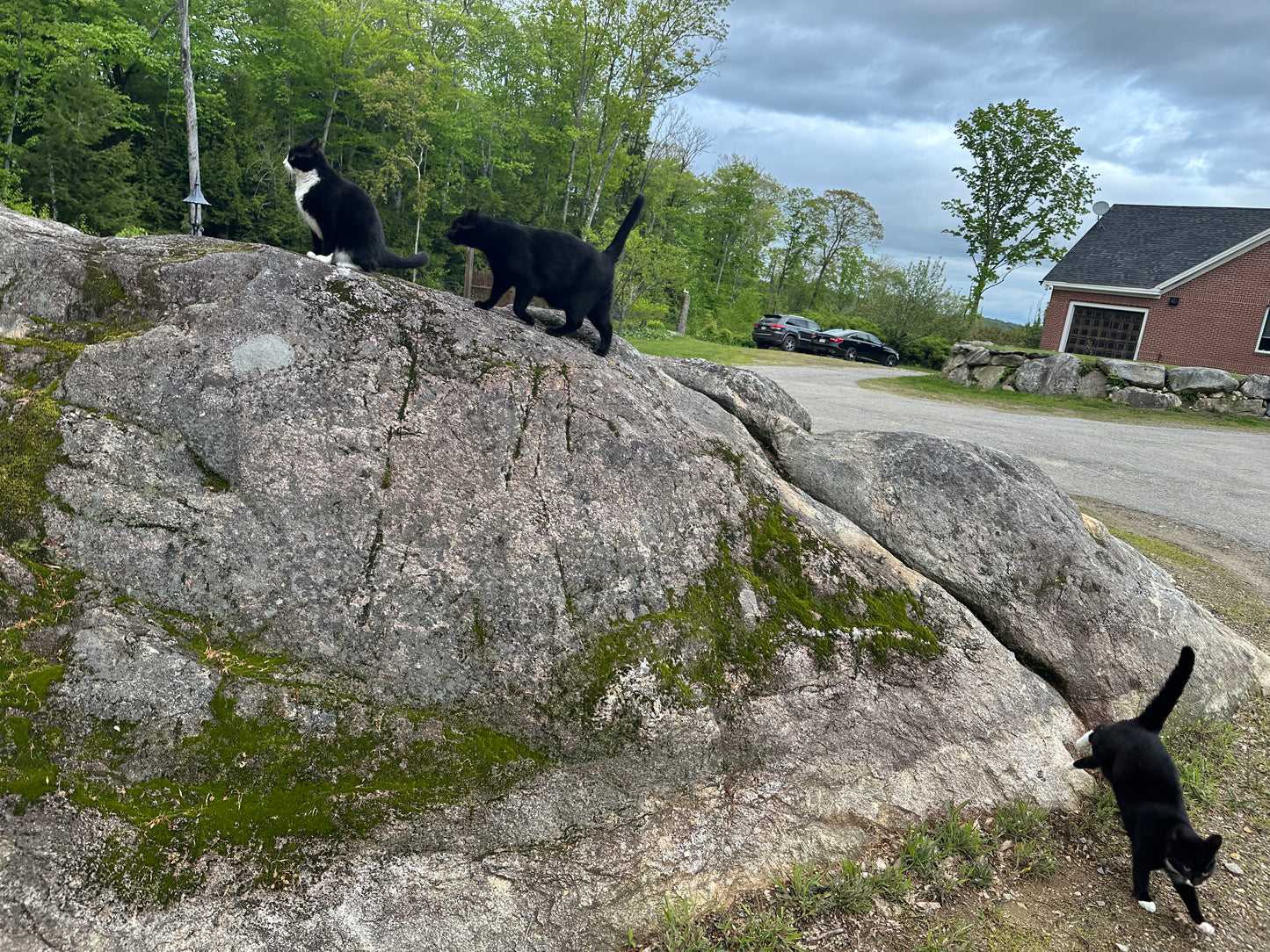 Three cats on a large rock with a house and trees in the background