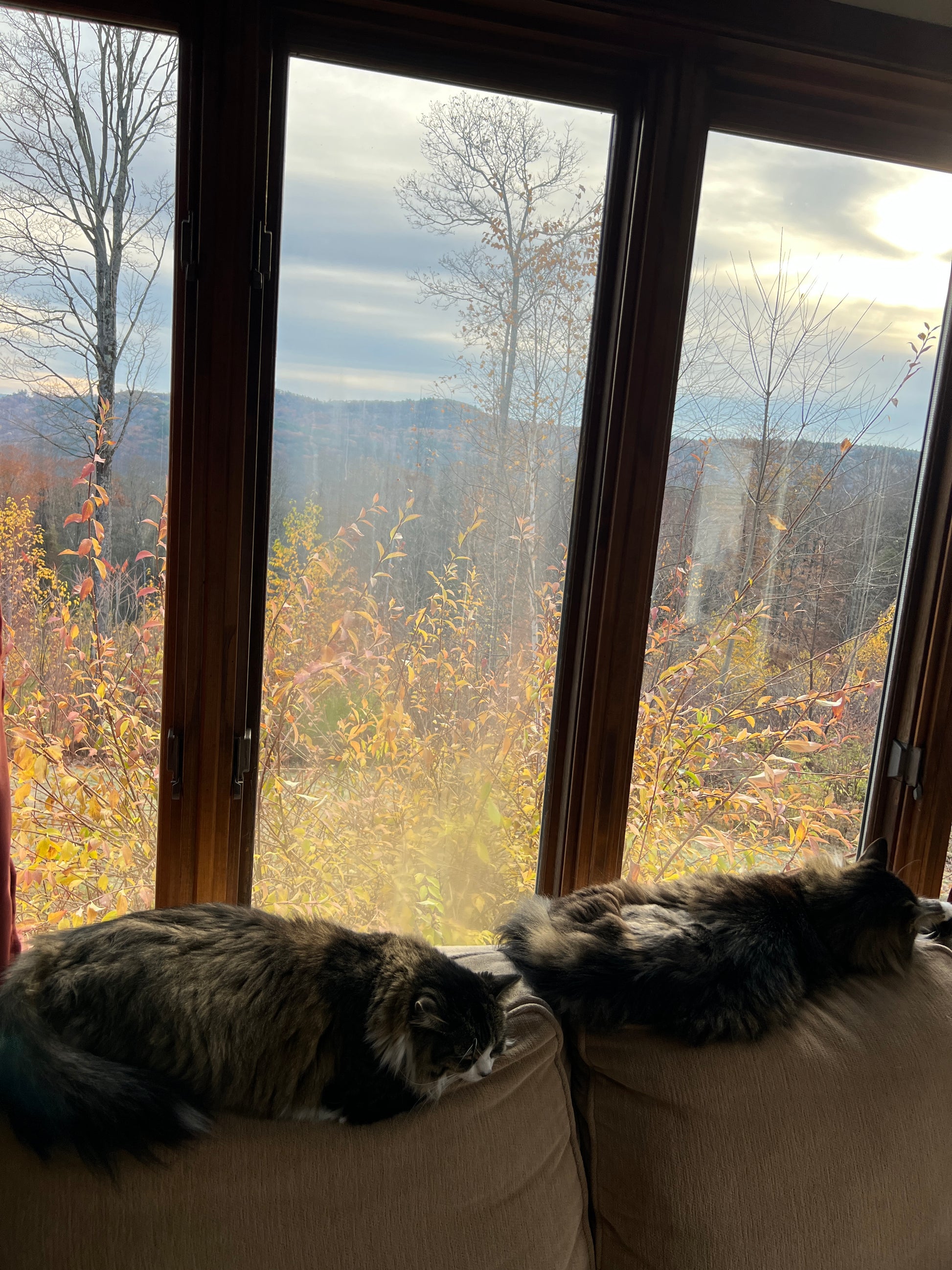 Two cats by a window with a view of trees and water.