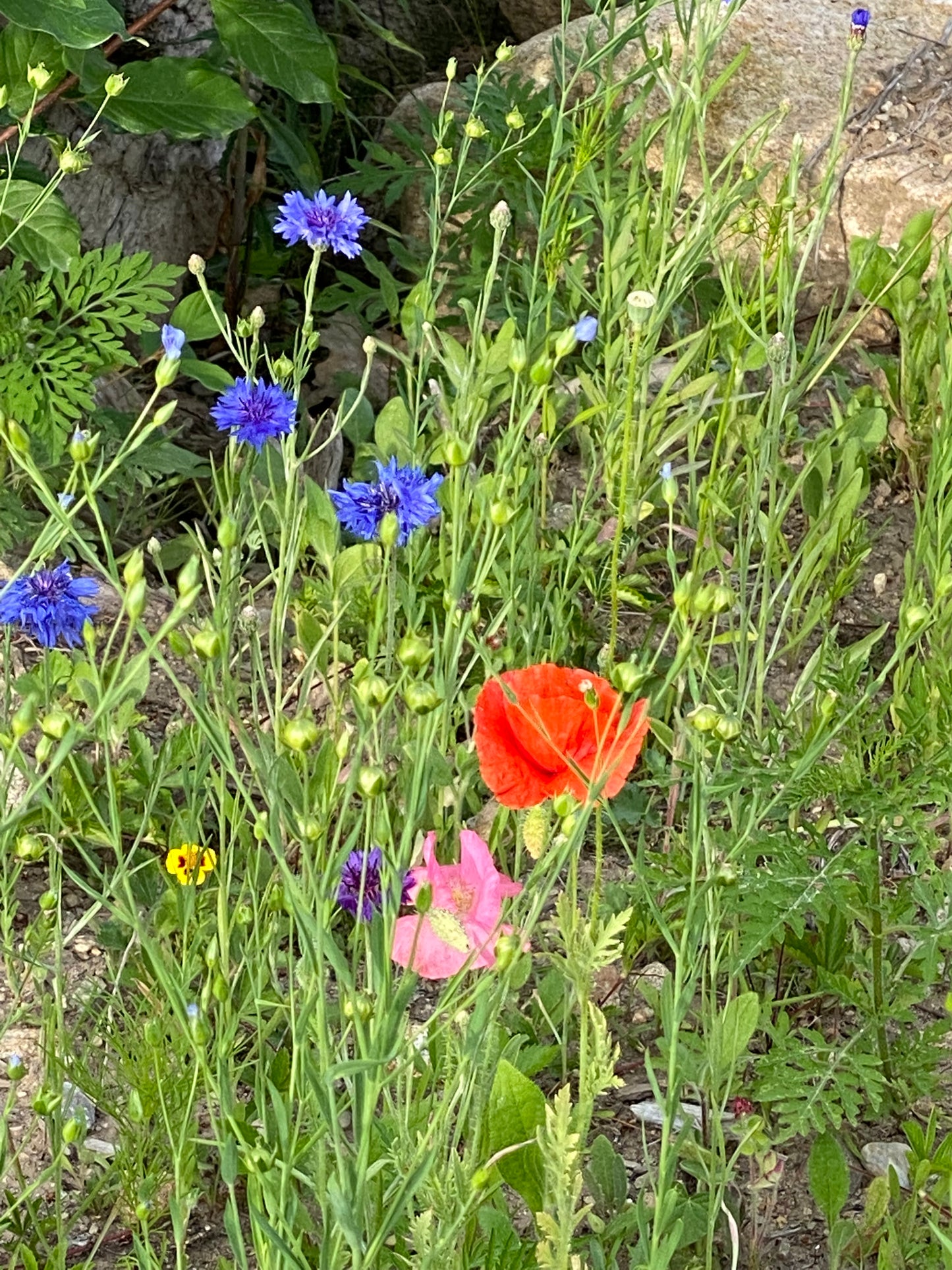 Colorful flowers including blue, red, and pink among greenery on a natural background. Nature View NH Estate Real Estate For Sale