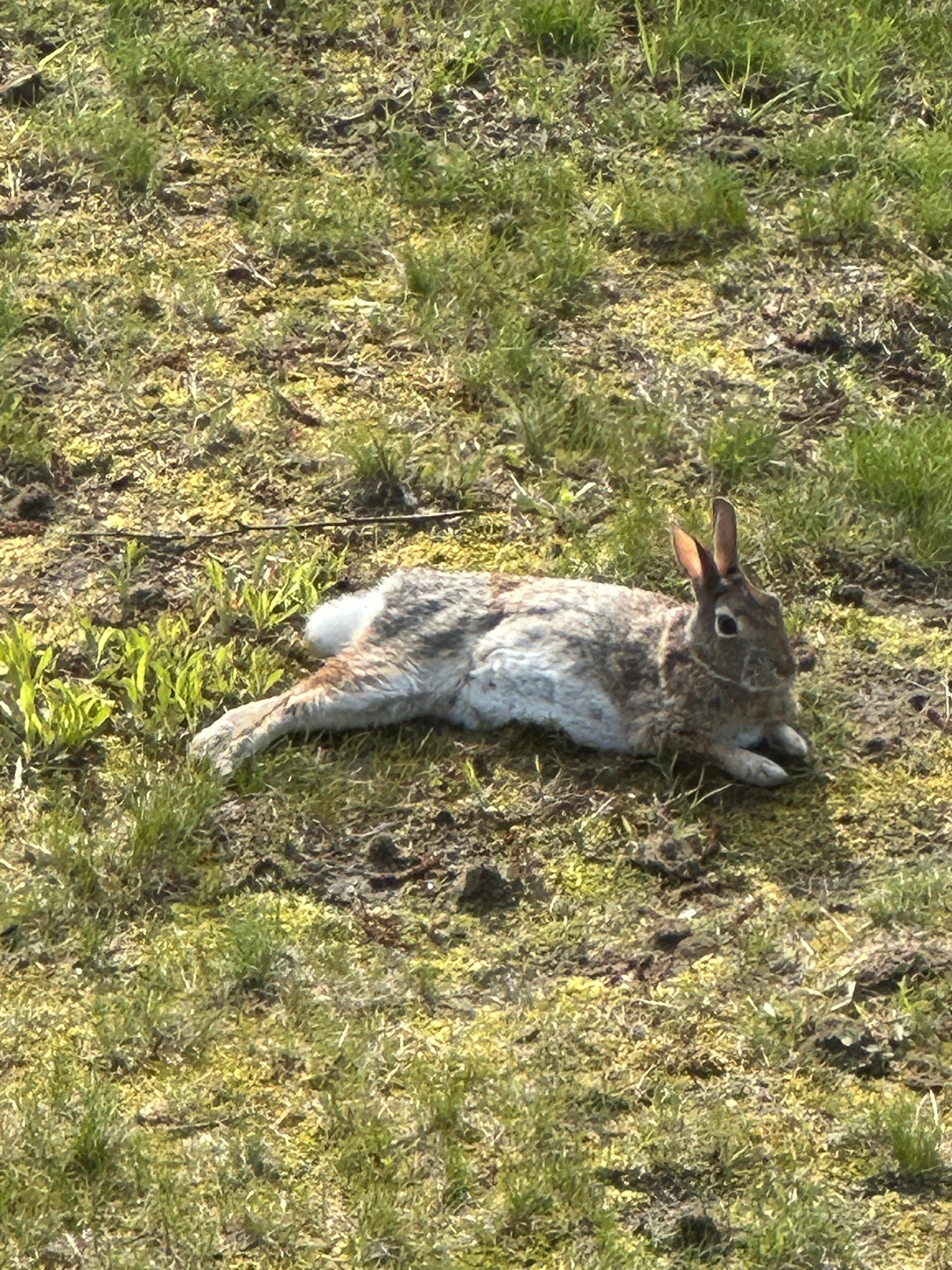 Small Rabbit  lying on a mossy ground