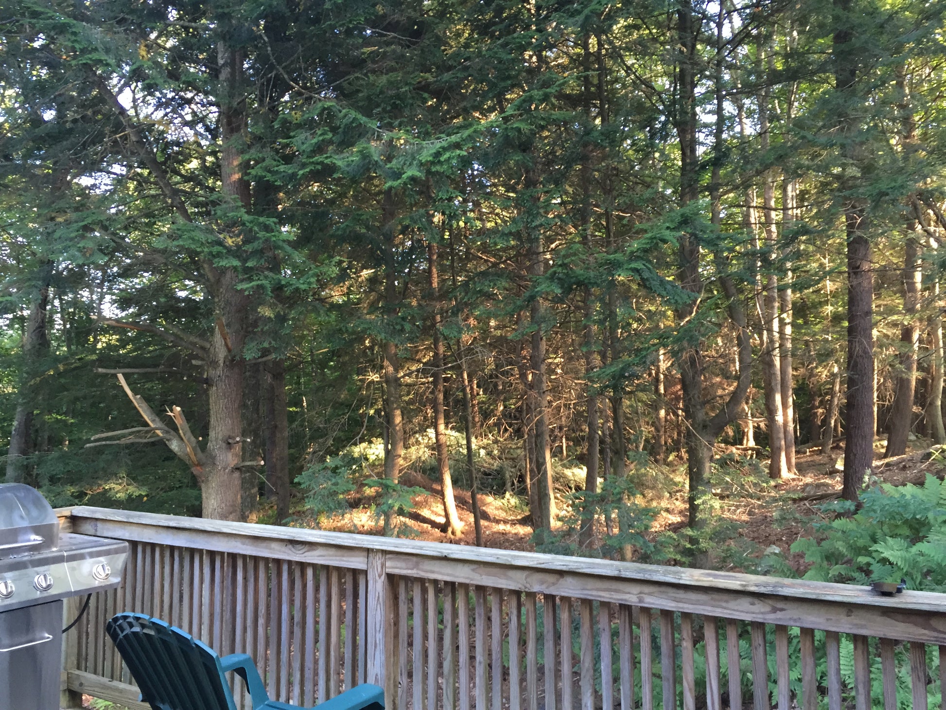Wooden deck with green chairs overlooking a forest before land clearing