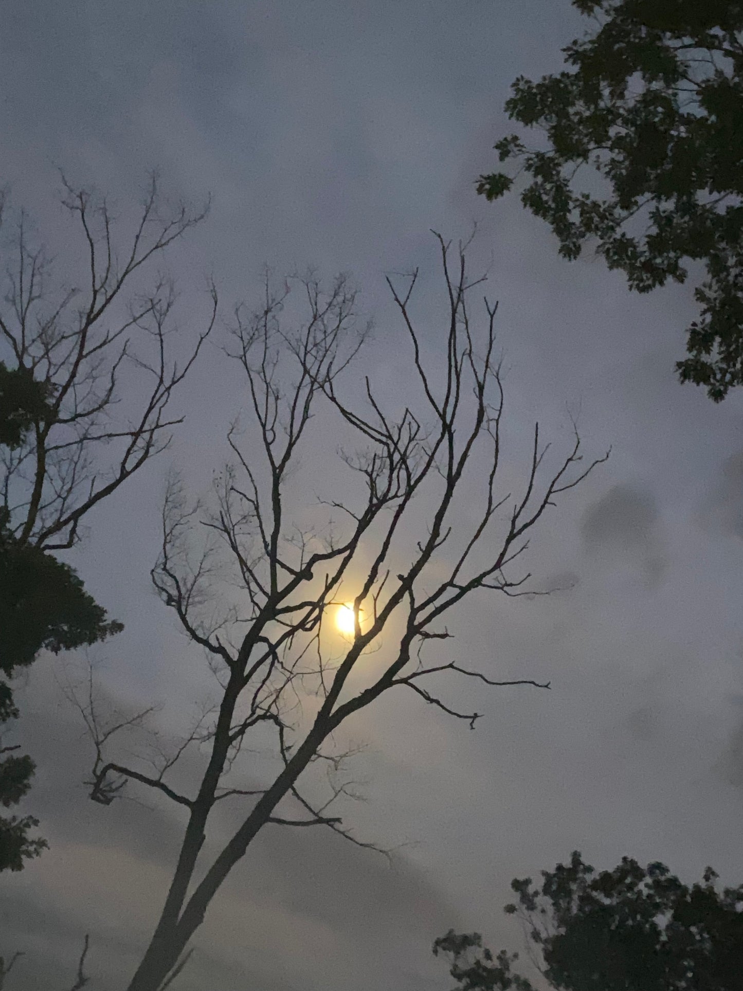 Tree branches against a cloudy sky with a bright moon light source