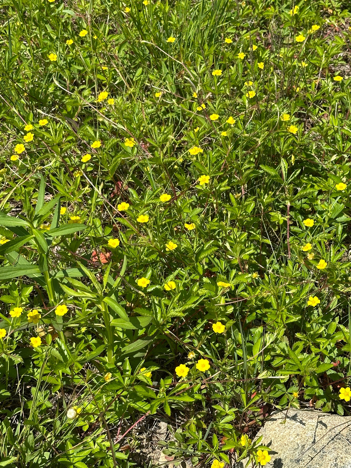Lawns and Land