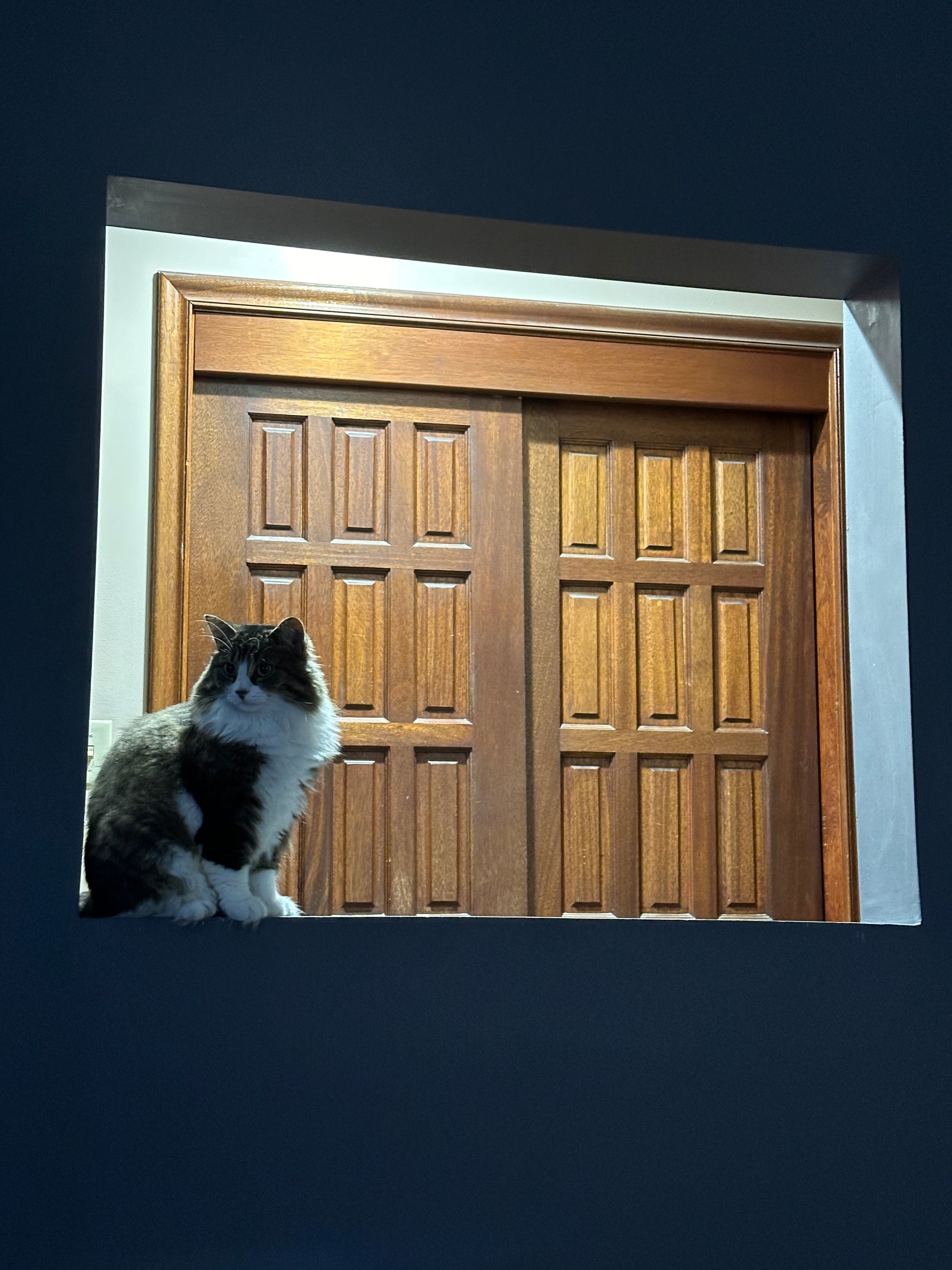 Wooden door with a cat peeking from behind it on a dark background