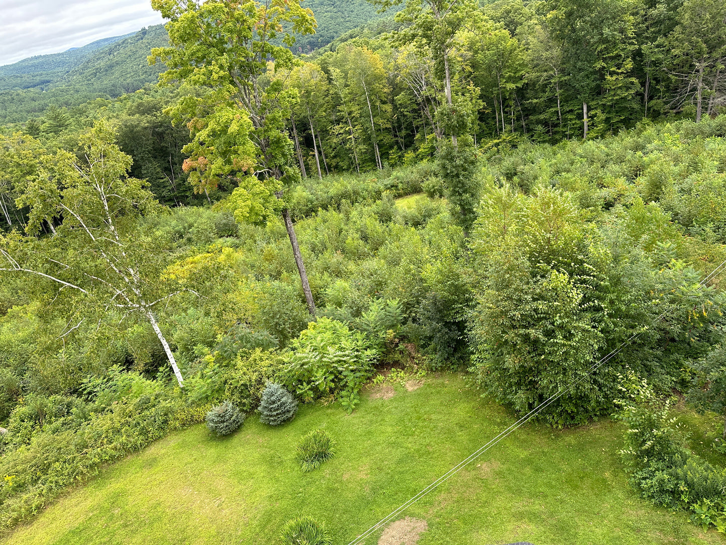Forested area with a mix of trees and grass