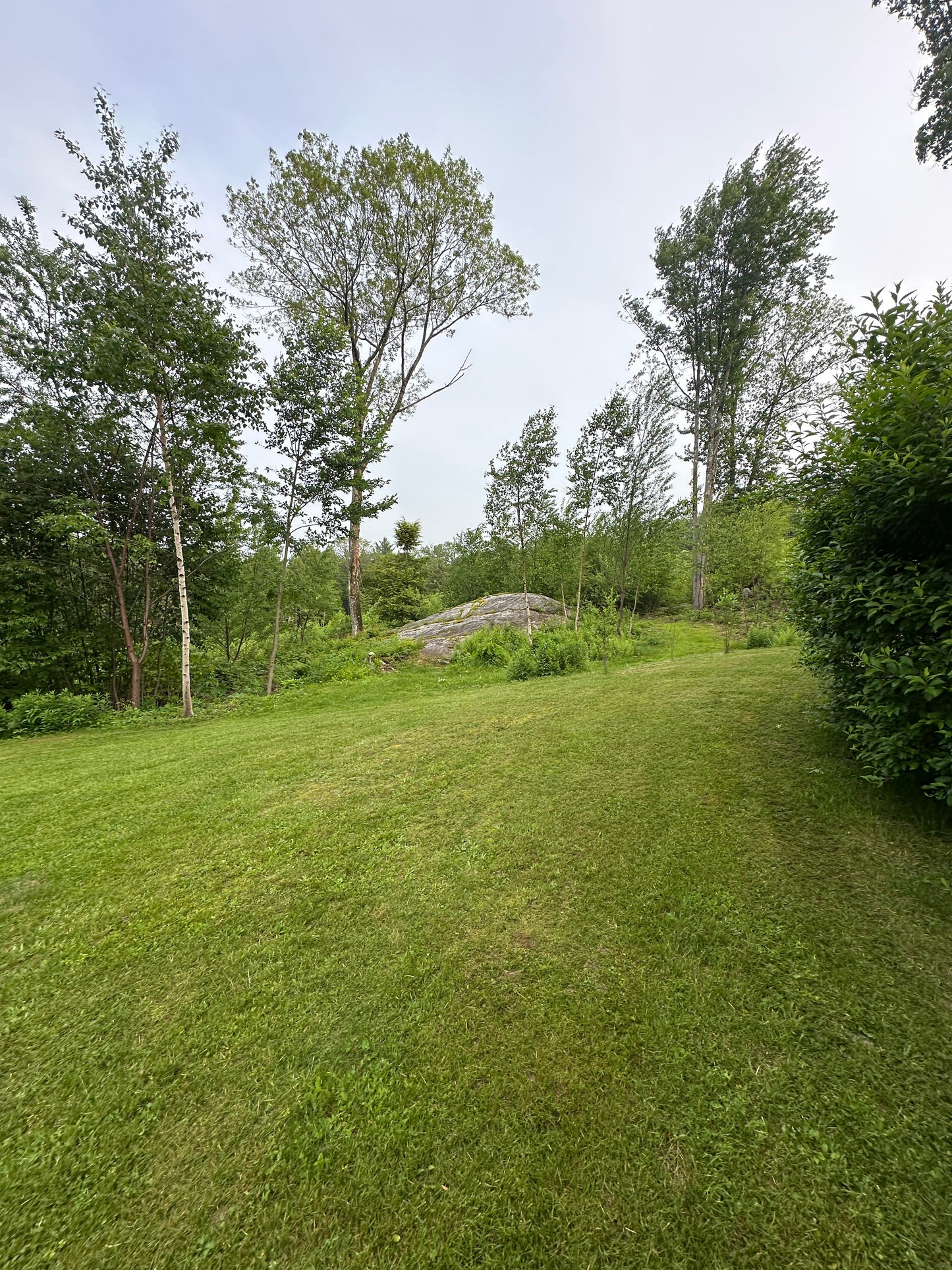 Lush green grassy area with trees and a clear sky