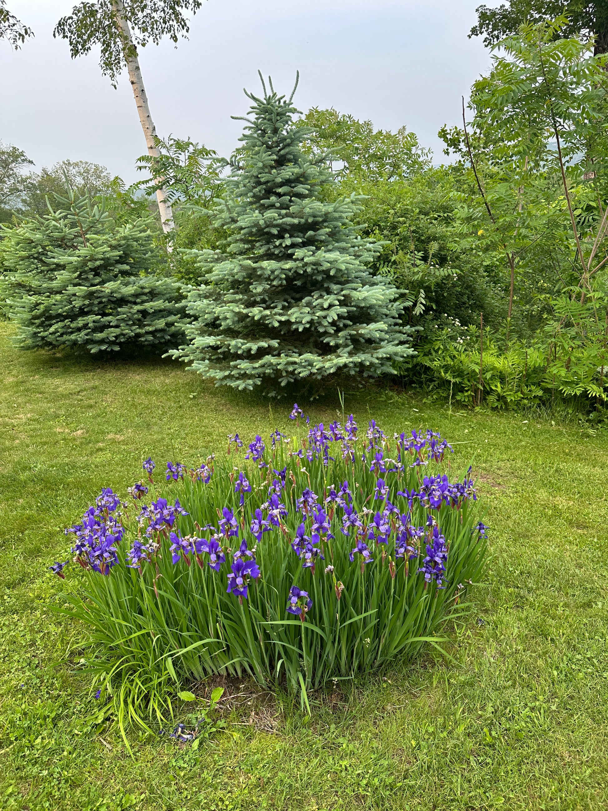 Purple flowers in a garden with green grass and trees