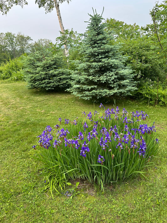 Purple iris  flowers in a garden with green grass and trees