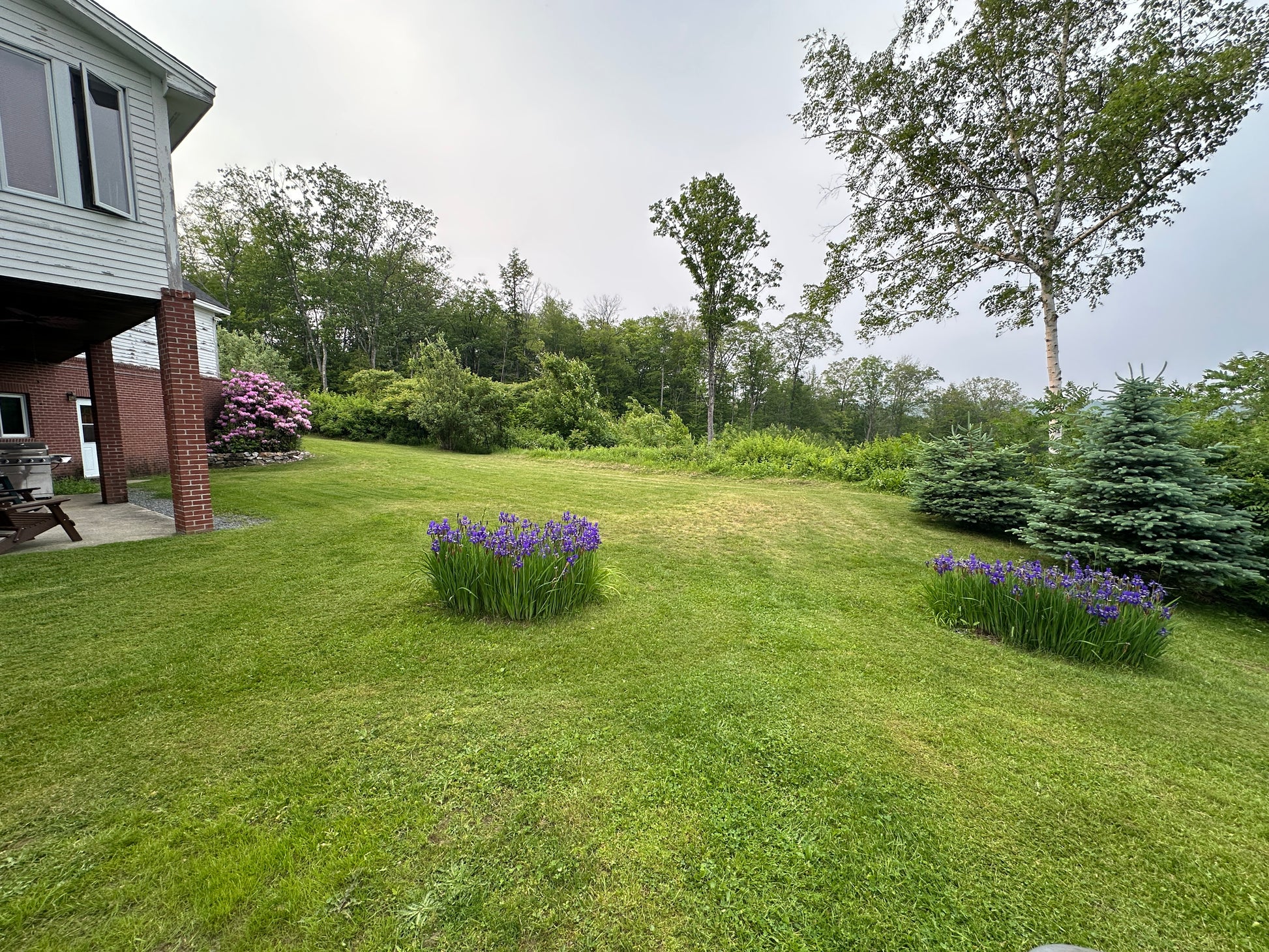 Lawn with purple flowers in front of a house and trees