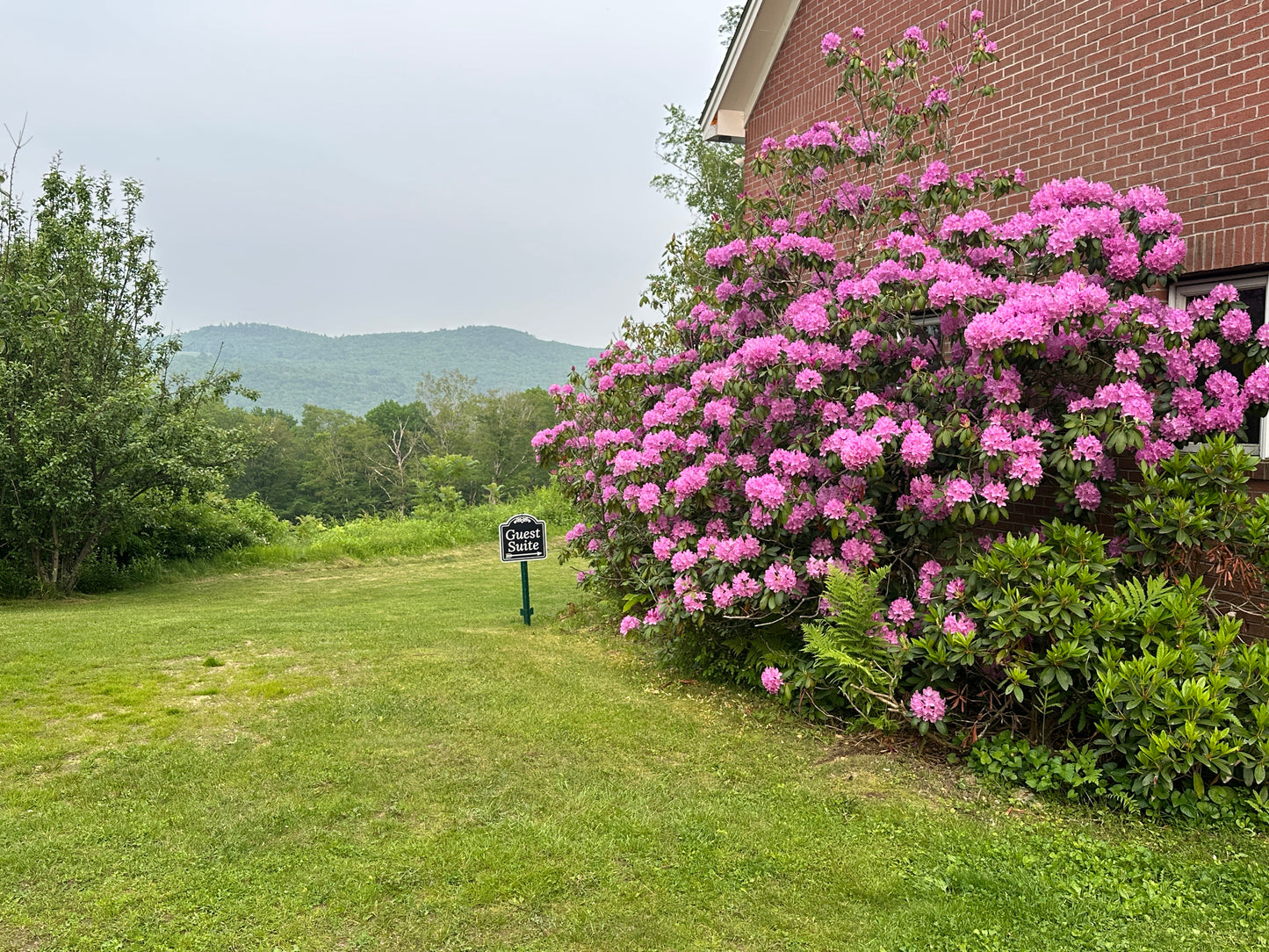 Pink flowering bush on a grassy area with a brick building in the background