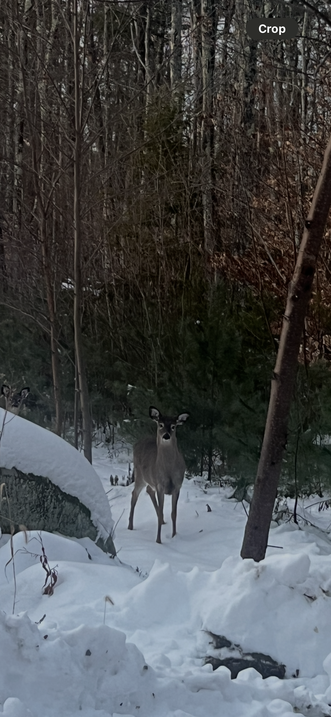 Deer standing in a snowy forest with trees and snow-covered ground.