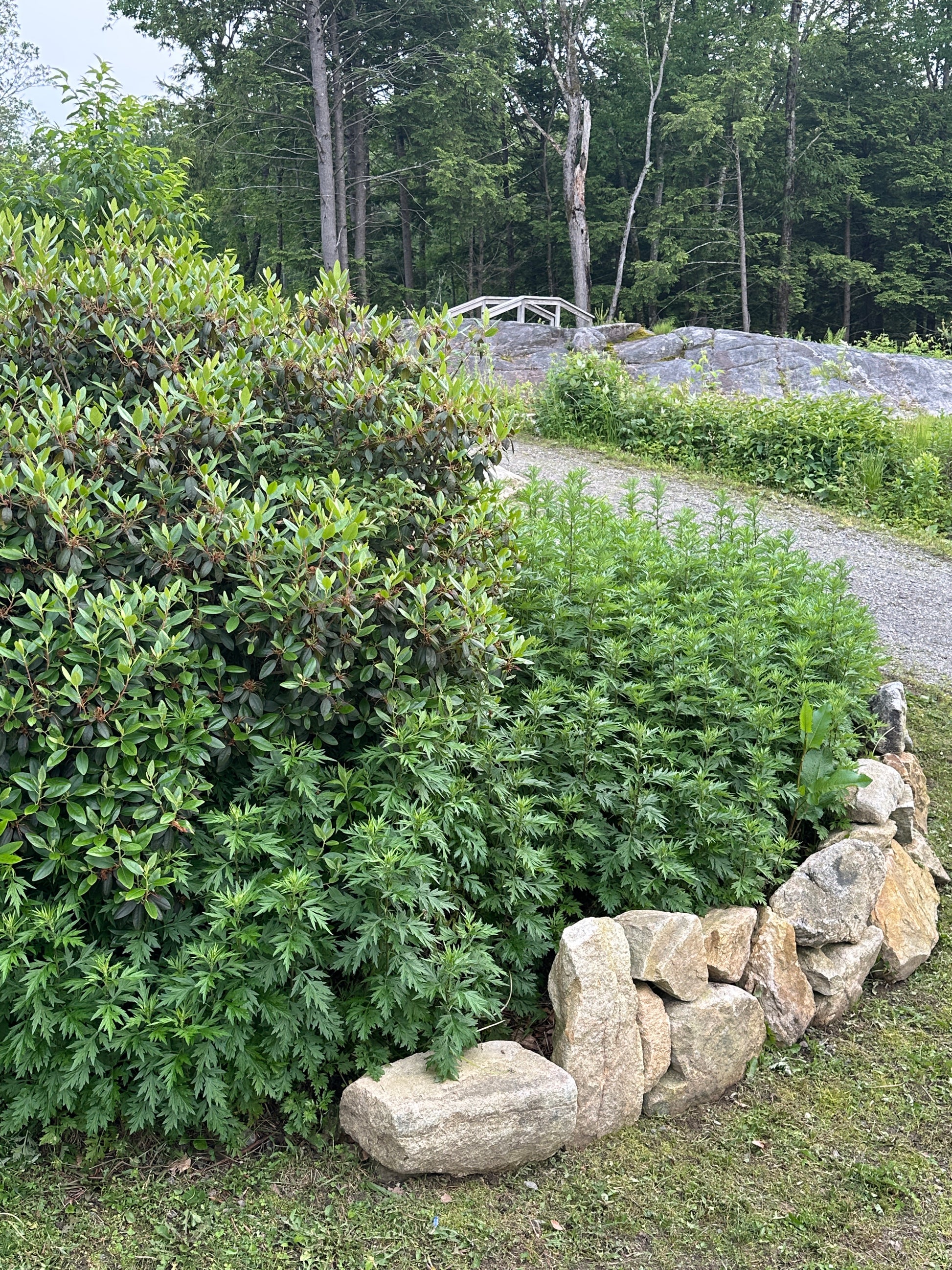 Green shrubbery with a stone border in a garden setting