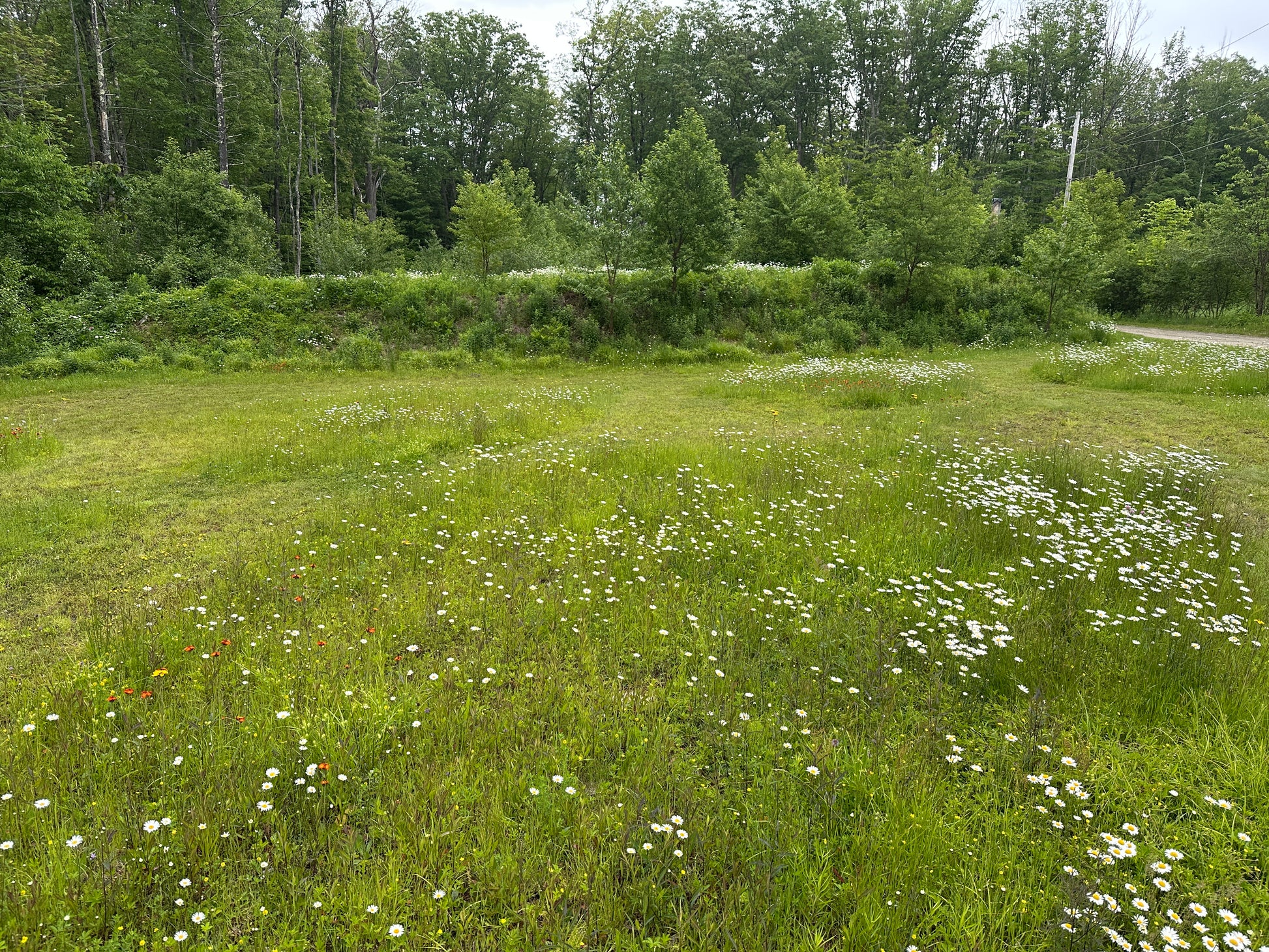 Field of wildflowers
