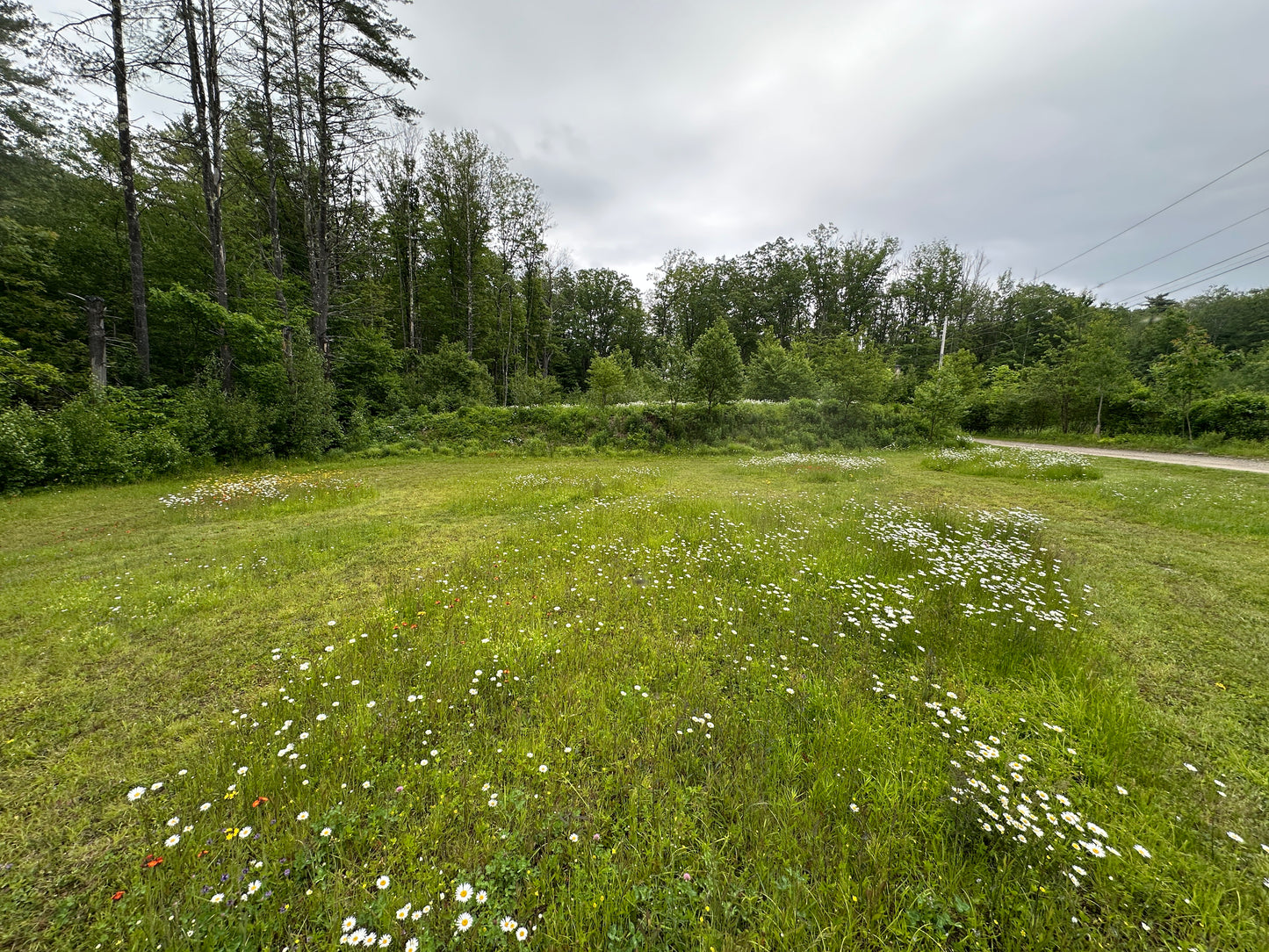 Open grassy field with wildflowers and trees in the background